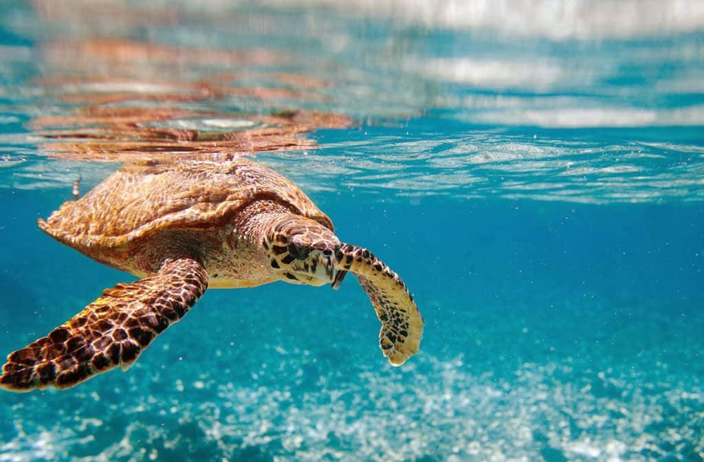 Aquatic 桌布 壁紙 — 一隻海龜在清澈的碧綠海水中優雅地滑行，陽光從上方穿透而下。
