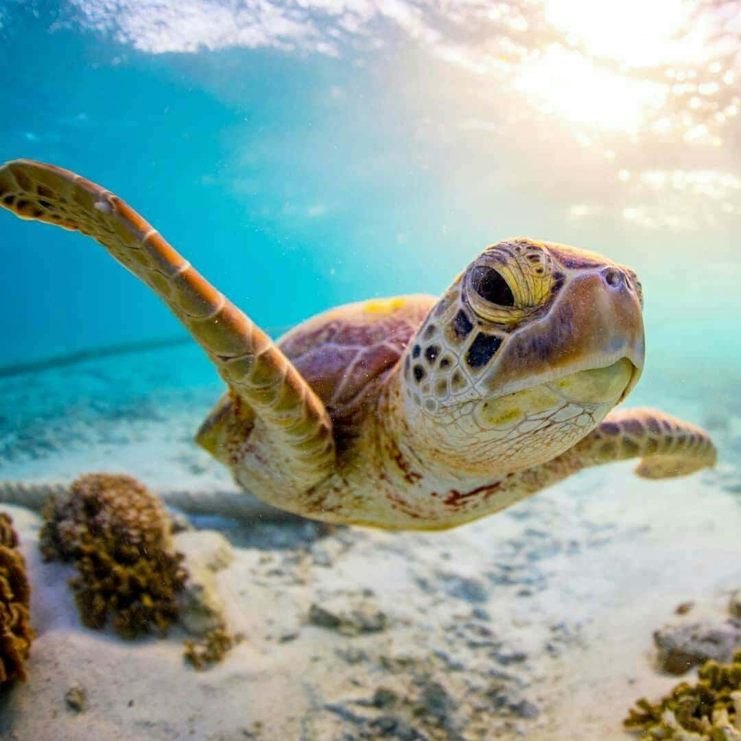 sea turtle 桌布 壁紙 — 一隻海龜在清澈的碧綠海水中優雅地滑行，陽光從上方灑落。