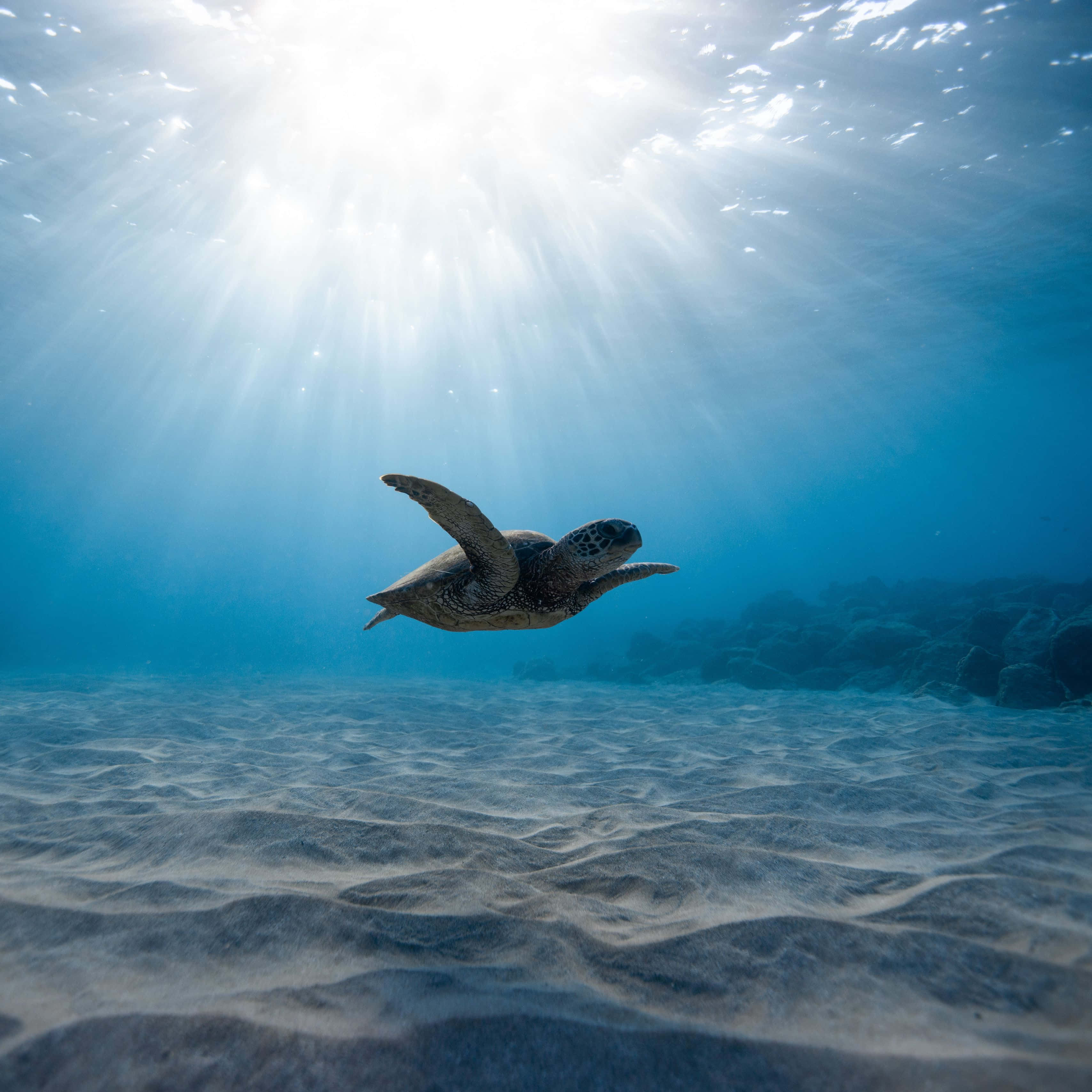 sea turtle 桌布 壁紙 — 一隻海龜在清澈的藍色海水中優雅地滑行，陽光從上方照射下來，照亮了沙質的海底。