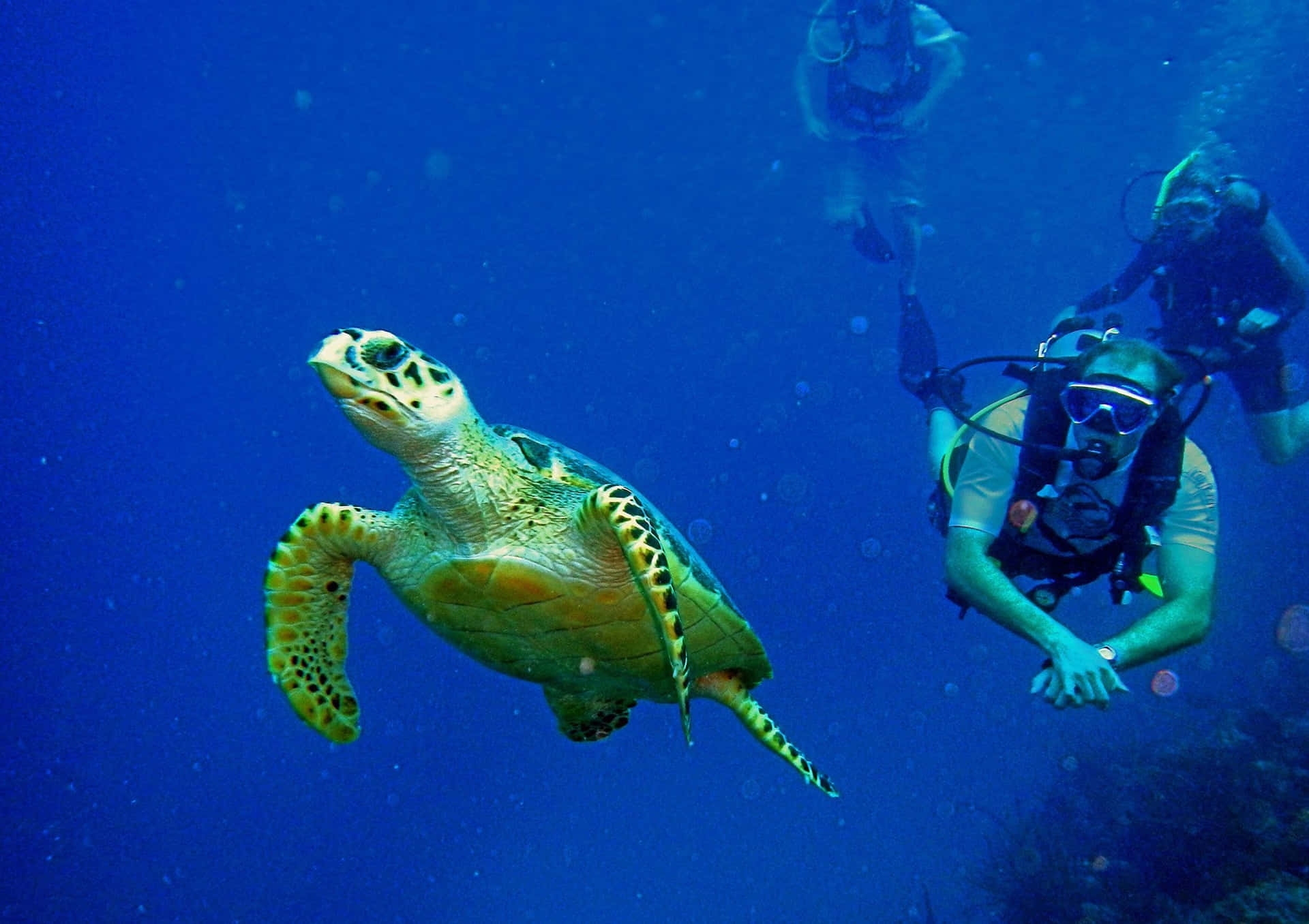 diving 桌布 壁紙 — 一隻海龜在清澈的藍色海水中優雅地滑過水肺潛水員身旁。