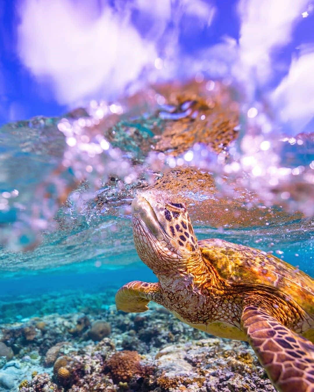 sea turtle 桌布 壁紙 — 一隻海龜在珊瑚礁附近優雅地在水下滑行，上方是湛藍的天空和陽光照射的水面。