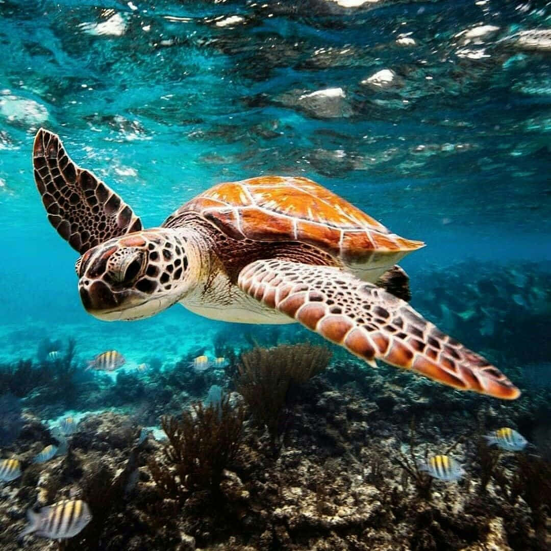 sea turtle 桌布 壁紙 — 一隻海龜在碧綠的海水中優雅地滑行，游過一個充滿條紋魚的 vibrant 珊瑚礁。