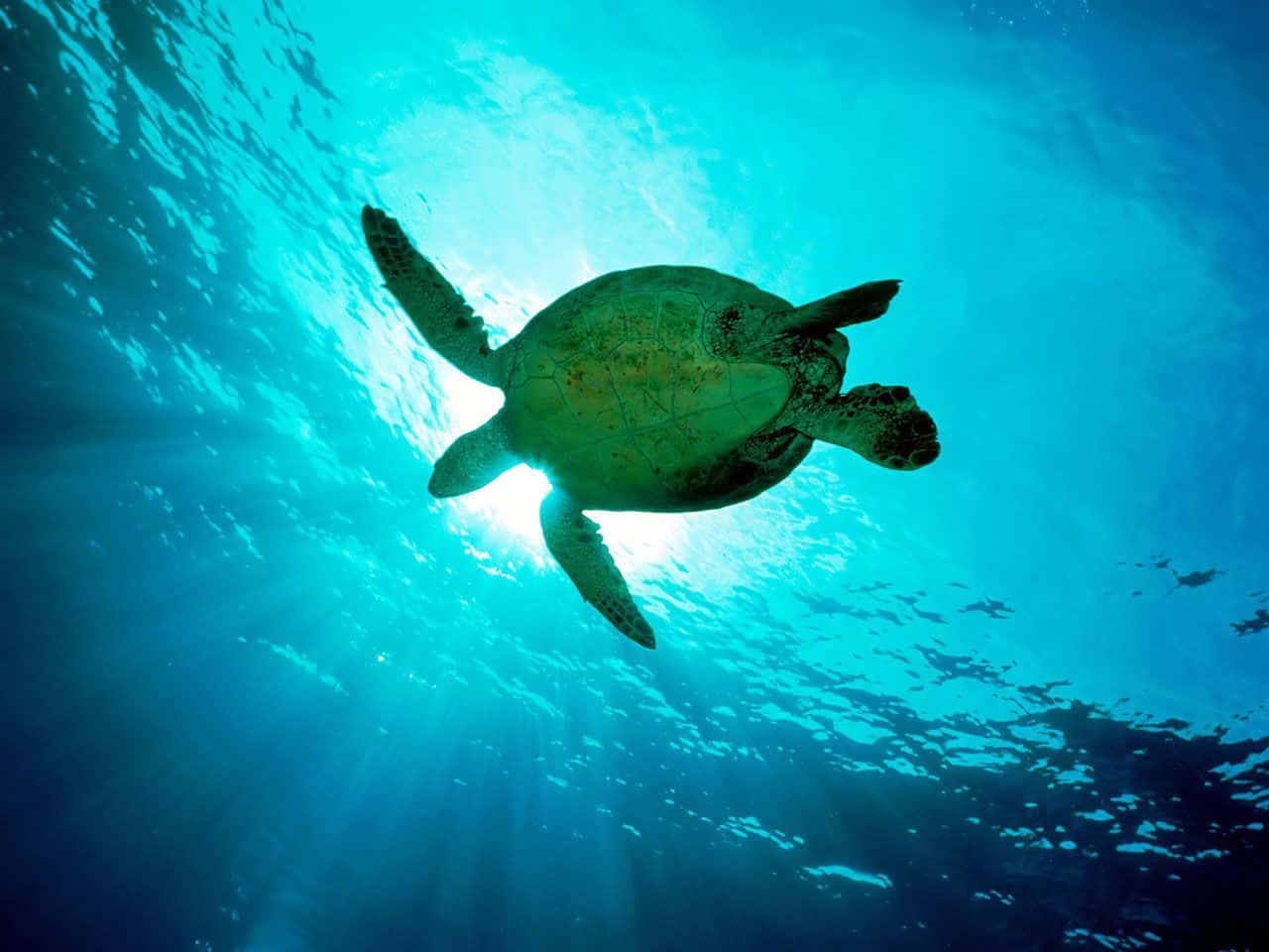sea turtle 桌布 壁紙 — 一隻海龜在碧綠的海水中優雅地滑行，陽光從上方照射下來。