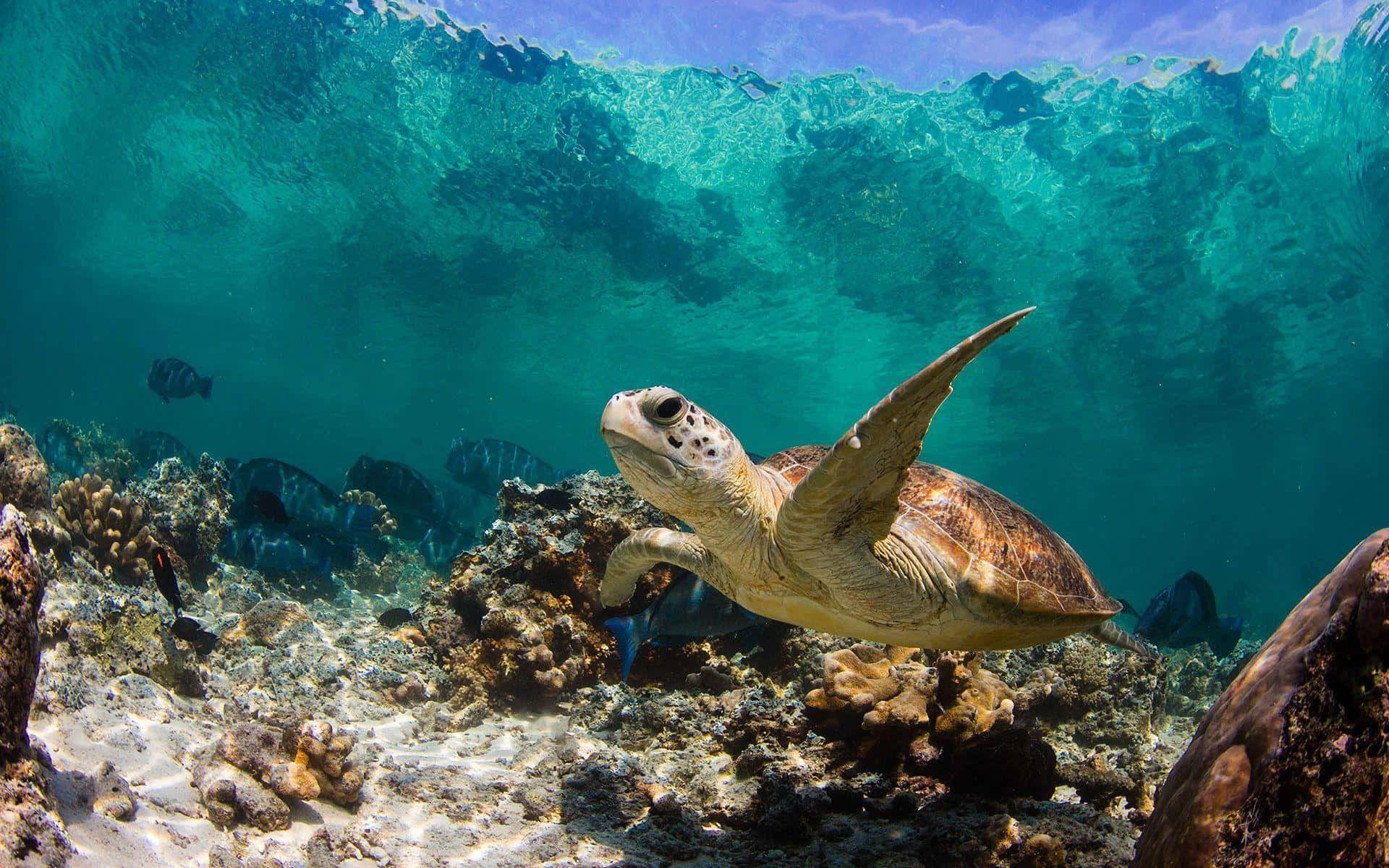 sea turtle 桌布 壁紙 — 一隻海龜在碧綠色的波浪下，優雅地滑過陽光照耀的珊瑚礁。