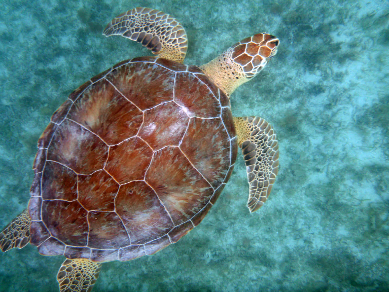 sea turtle 桌布 壁紙 — 一隻海龜在碧綠色的海水中優雅地滑行，其帶有圖案的龜殼和鰭狀肢清晰可見。