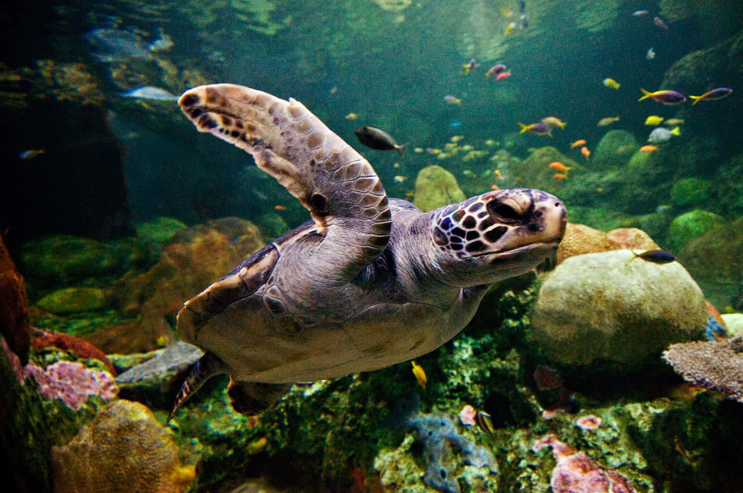 sea turtle 桌布 壁紙 — 一隻海龜在陽光普照、色彩繽紛的珊瑚礁水域中優雅地滑行，周圍環繞著色彩斑斕的熱帶魚。