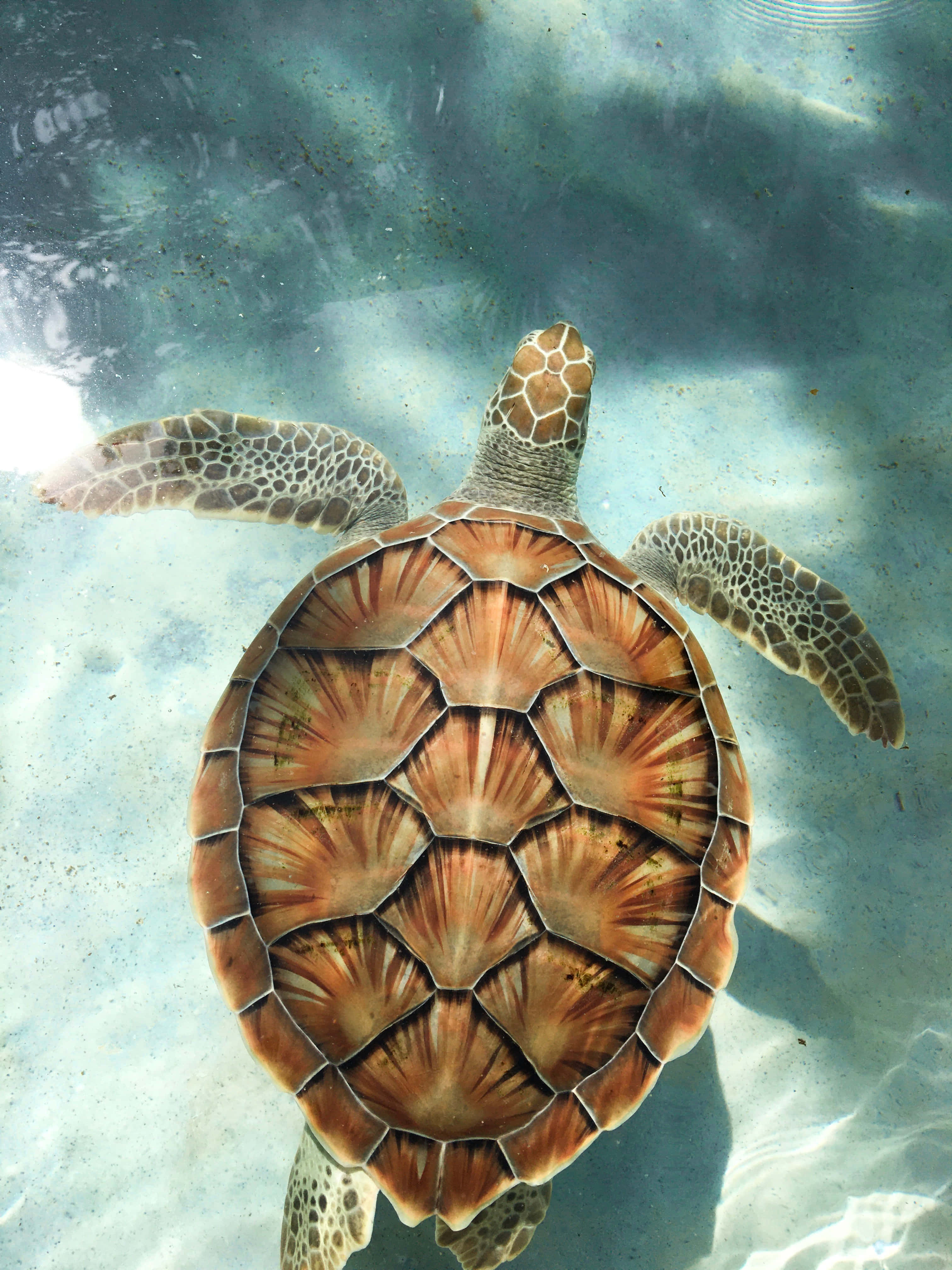 sea turtle 桌布 壁紙 — 一隻海龜在陽光照耀的碧綠海水中，優雅地滑過沙質海床上方。