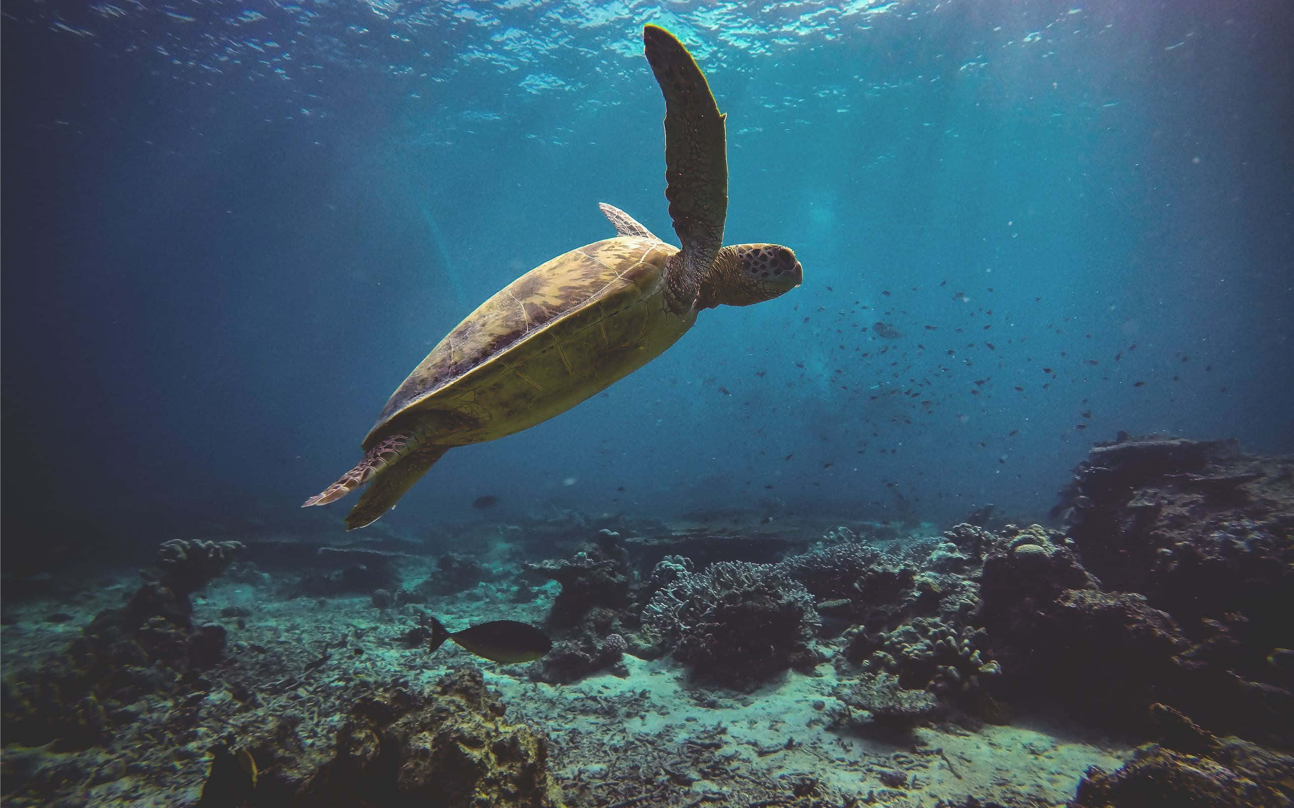 海龜 桌布 壁紙 — 一隻海龜在陽光照耀的藍色海水中優雅地滑行，下方是佈滿珊瑚和小魚的岩石海底。