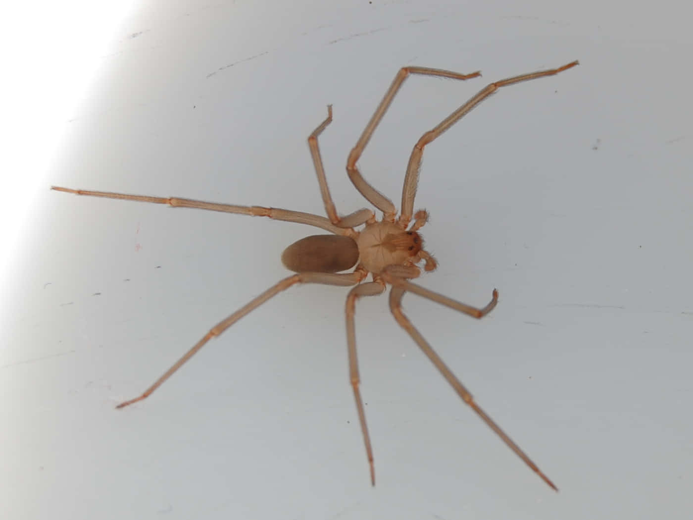 Brown Recluse Spider 桌布 壁紙 — 一隻淡褐色蜘蛛，長有纖細長腿，在明亮光線下棲息於光滑的白色表面上。