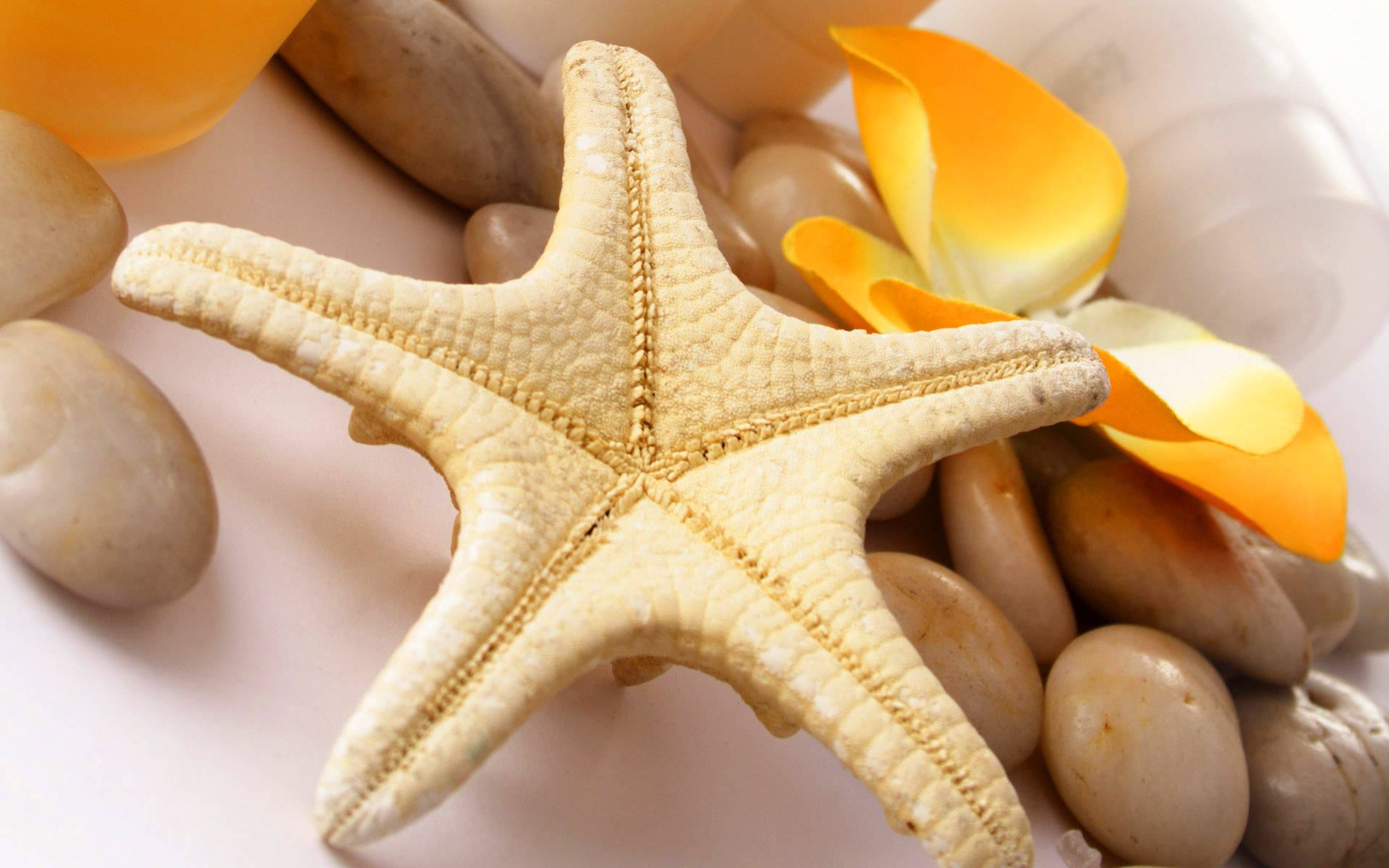 Starfish 桌布 壁紙 — 一隻淡黃色海星躺在光滑的石頭和鮮豔的橙色花瓣之間，置於柔軟的白色表面上。