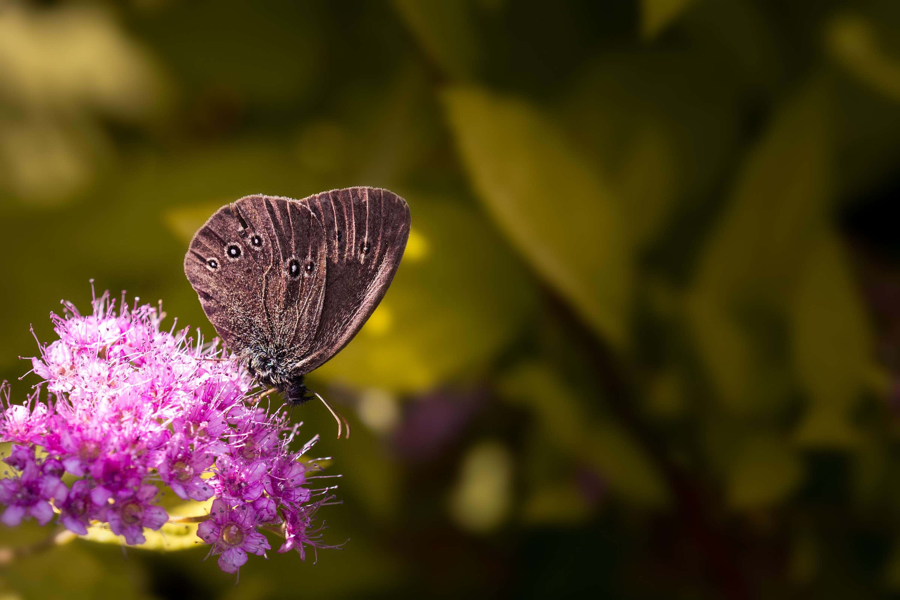 Butterfly Bush 桌布 壁紙 — 一隻深棕色帶有眼斑的蝴蝶，在柔和的綠色模糊背景下，輕柔地停在一朵鮮豔的紫色花朵上。