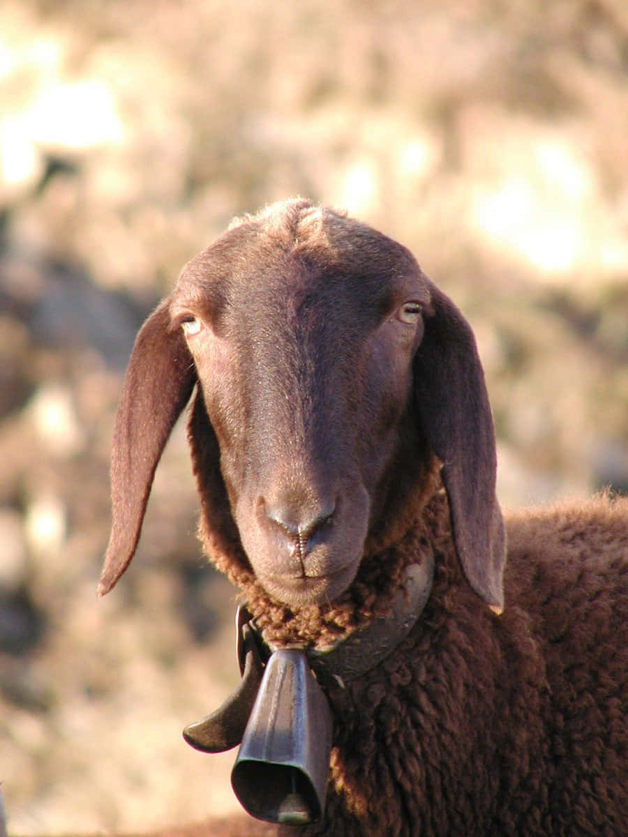 Black Sheep 桌布 壁紙 — 一隻深棕色綿羊的近距離特寫，長著長長的垂耳，脖子上掛著金屬鈴鐺，直視鏡頭。