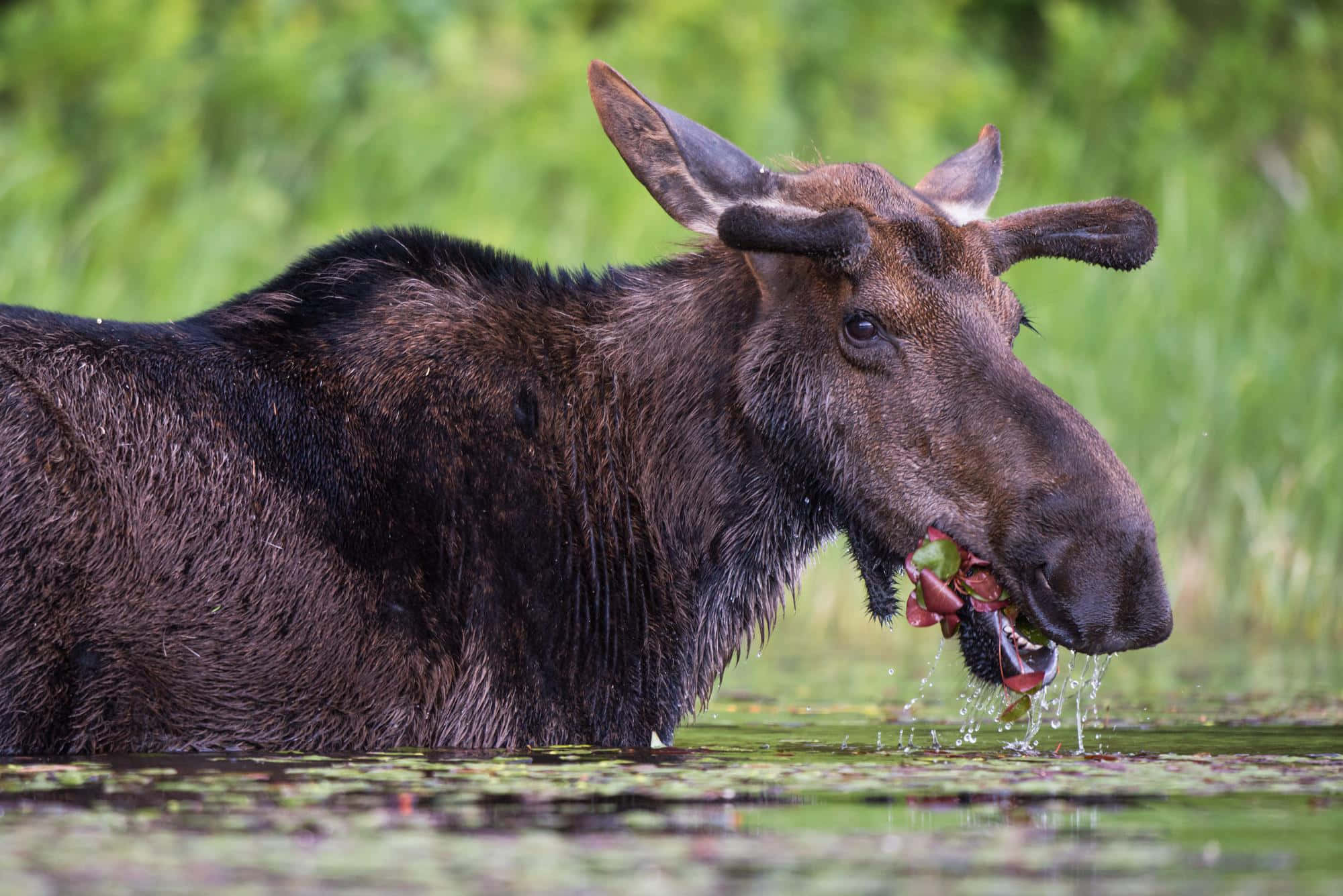 moose 桌布 壁紙 — 一隻深棕色駝鹿站在綠色池塘中咀嚼睡蓮，水滴從牠的嘴裡飛濺出來。