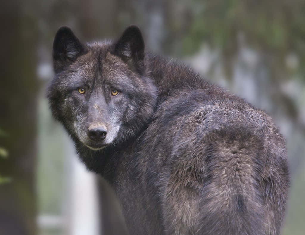Timber Wolf 桌布 壁紙 — 一隻深灰色嘅狼，有銳利嘅黃色眼睛，喺模糊嘅森林背景中專注地凝視。