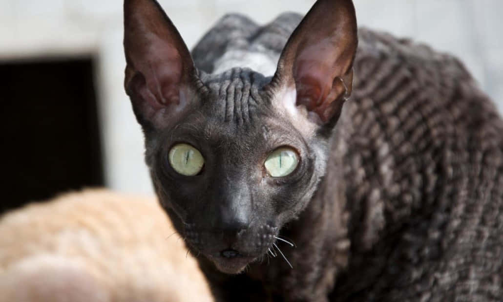 Cornish Rex 桌布 壁紙 — 一隻深灰色無毛貓的大特寫，耳朵大，眼睛明亮綠色，正專注地凝視著相機。
