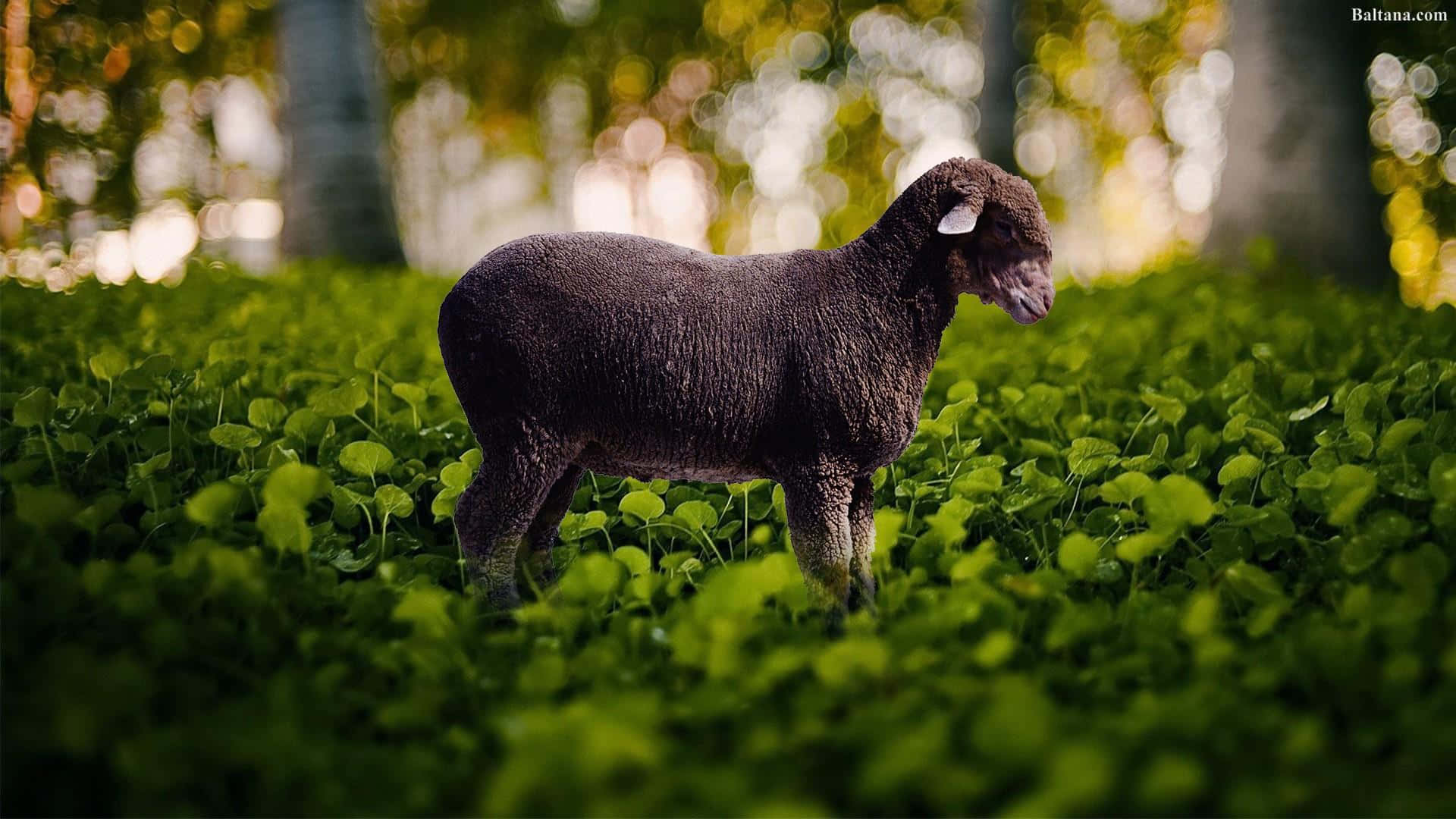 Black Sheep 桌布 壁紙 — 一隻深色羊毛羊平靜地站在充滿活力的綠色田野中，背景是陽光照射的散景樹木。
