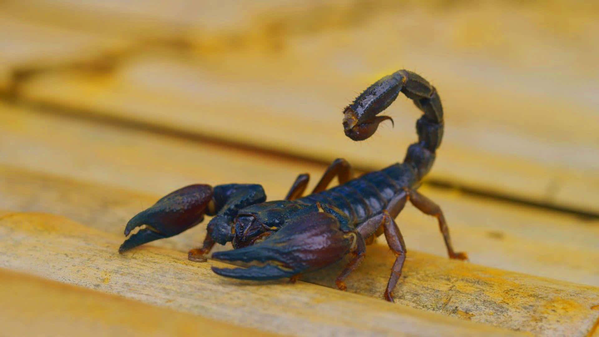 Scorpio 桌布 壁紙 — 一隻深藍色蠍子翹起尾巴，棲息在經風化嘅木板上，柔和自然光下。