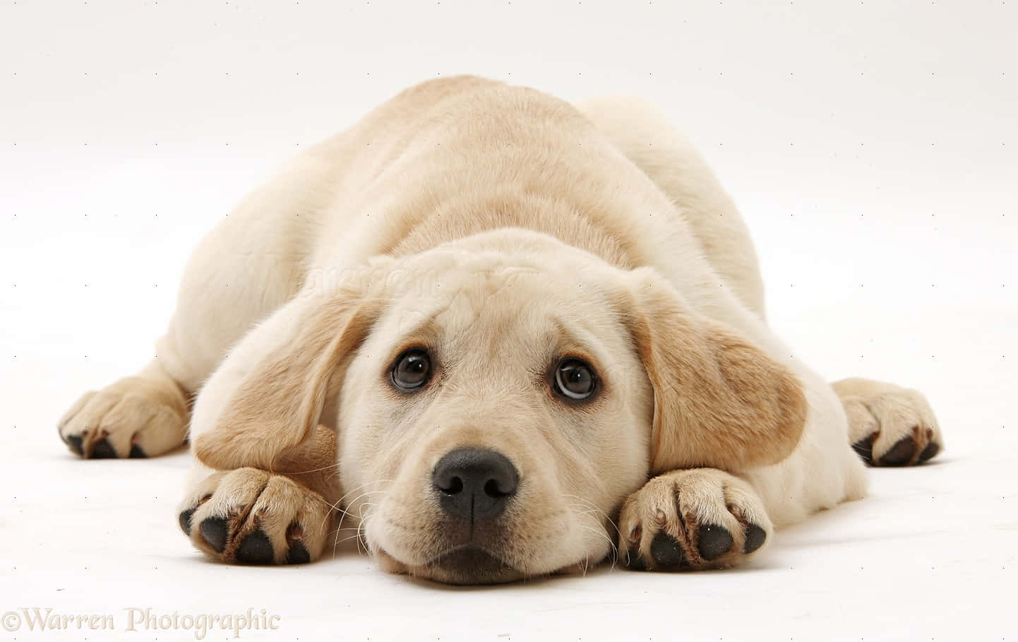 Yellow Labrador 桌布 壁紙 — 一隻淺奶油色拉布拉多幼犬趴著，前爪向前，一雙充滿靈魂的大眼睛凝視著鏡頭，背景是純白色。