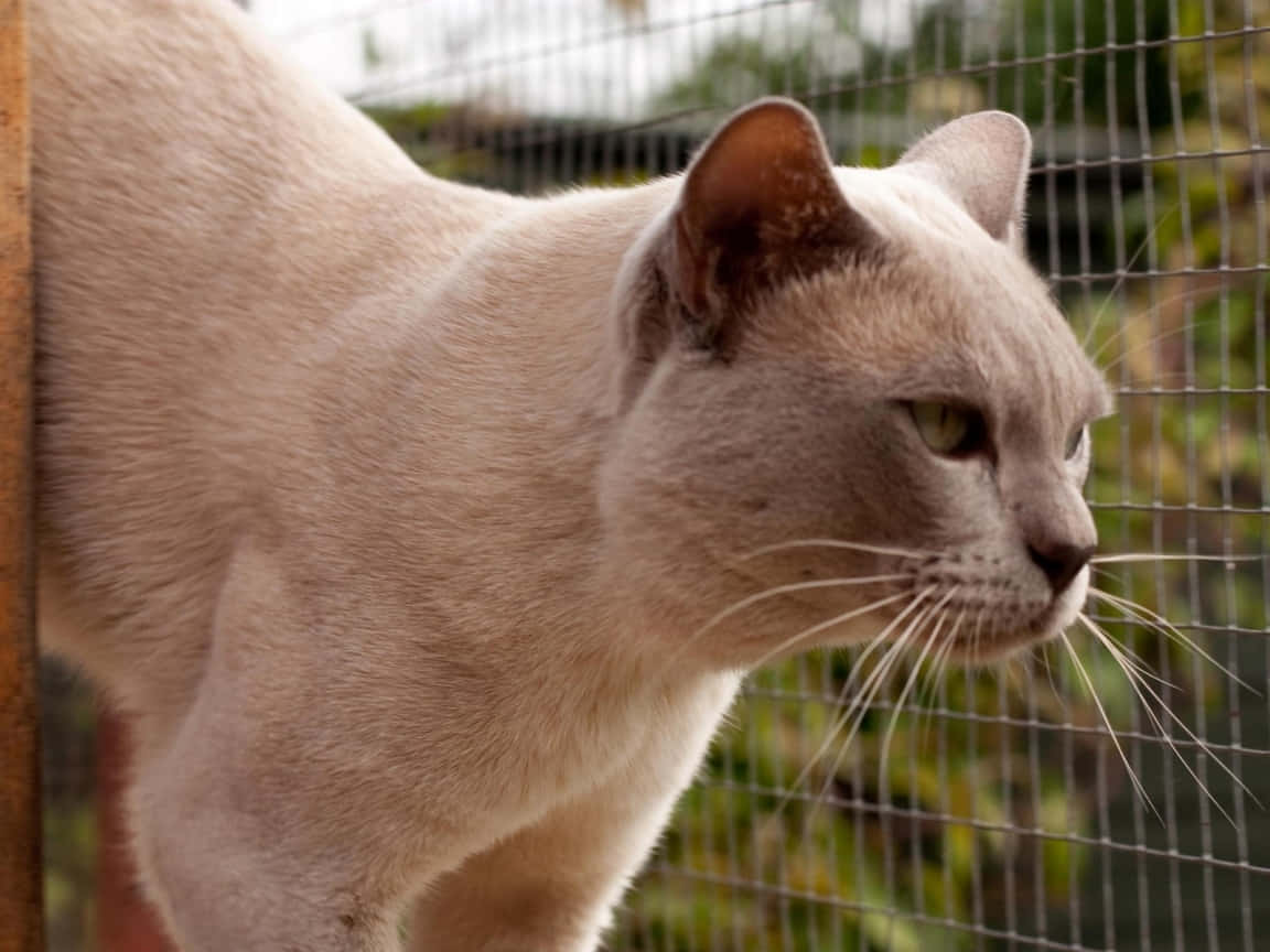 Burmese Cat 桌布 壁紙 — 一隻淺奶油色的貓咪，綠色眼睛，在陽光明媚的戶外圍欄中警覺地站在鐵絲網旁邊。