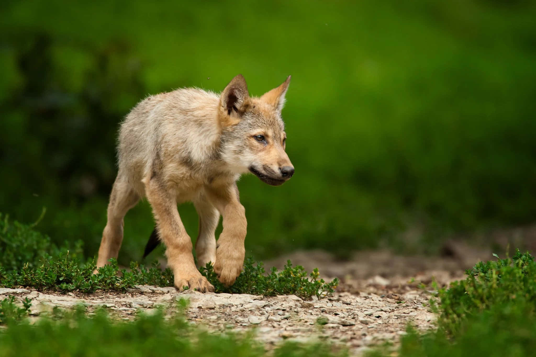 Cute Wolf 桌布 壁紙 — 一隻淺棕色皮毛的年輕郊狼幼崽小心翼翼地穿過茂密綠色田野中的一條草地小徑。