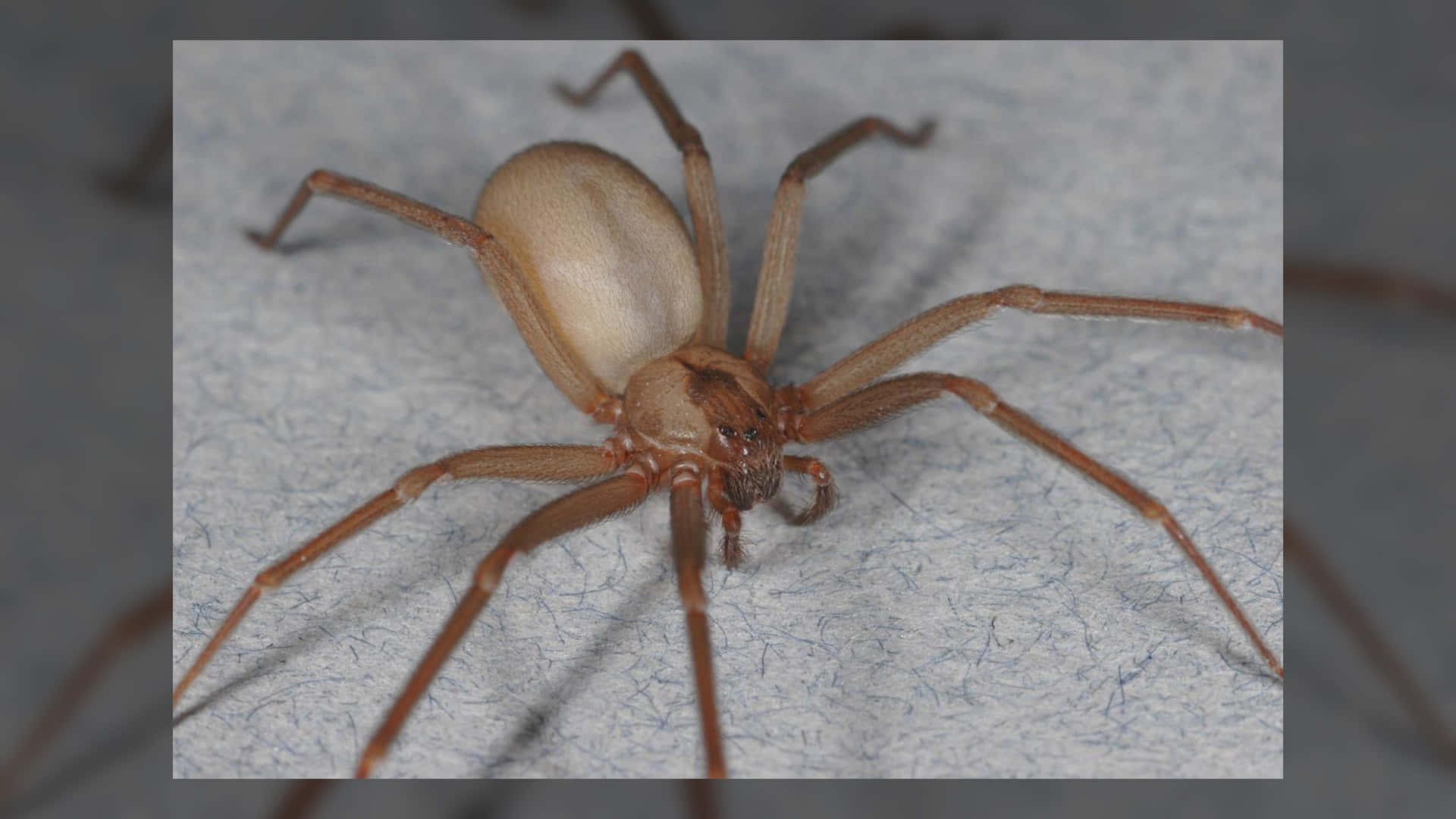 Brown Recluse Spider 桌布 壁紙 — 一隻淺棕色長腿蜘蛛在紋理灰色表面上休息的特寫照片。
