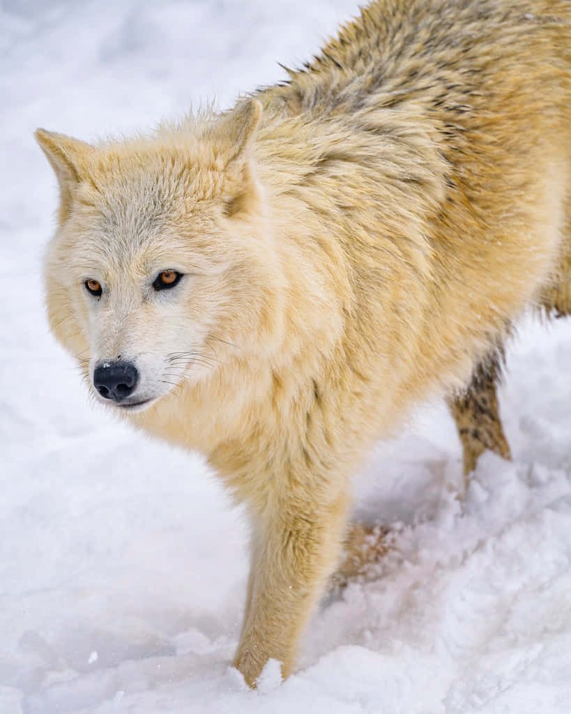 Wolf In Snow 桌布 壁紙 — 一隻淺色毛髮、琥珀色眼睛的狼在深雪中大步前行，毛髮被寒冷的冬風吹得蓬亂。