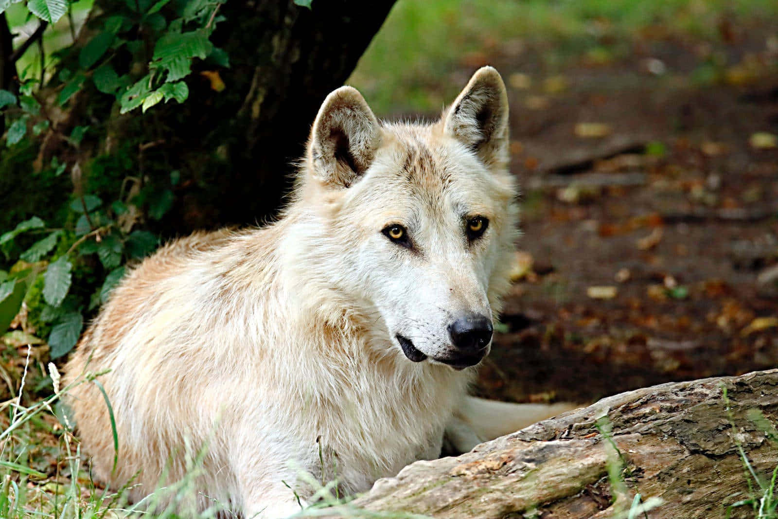 Arctic Wolf 桌布 壁紙 — 一隻淺色的狼警覺地休息在一根木頭旁邊，森林中斑駁的陽光透過綠葉灑落。