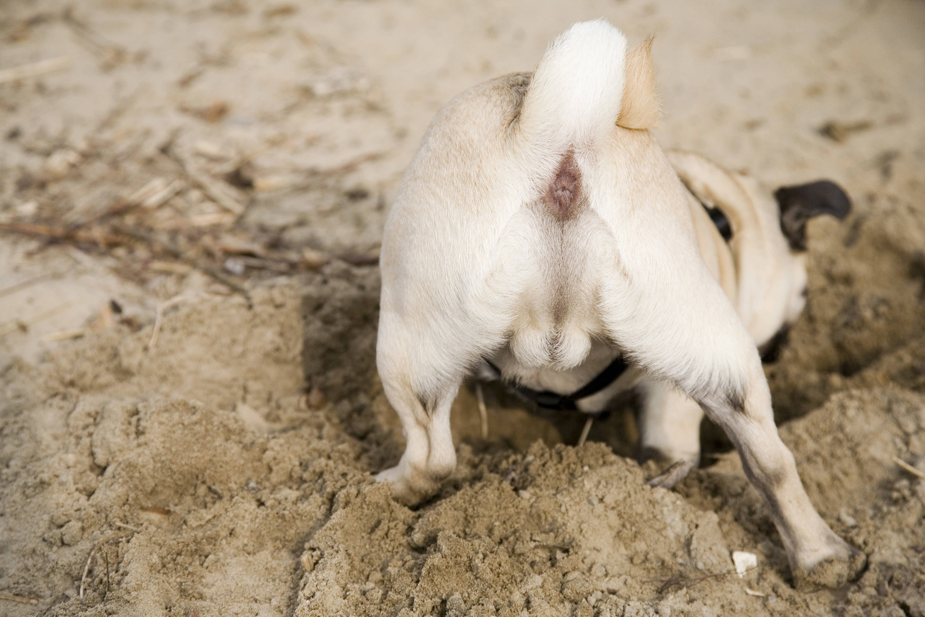 Pug 桌布 壁紙 — 一隻淺黃色哈巴狗從後面熱情地在乾燥沙土中挖掘，尾巴捲起。