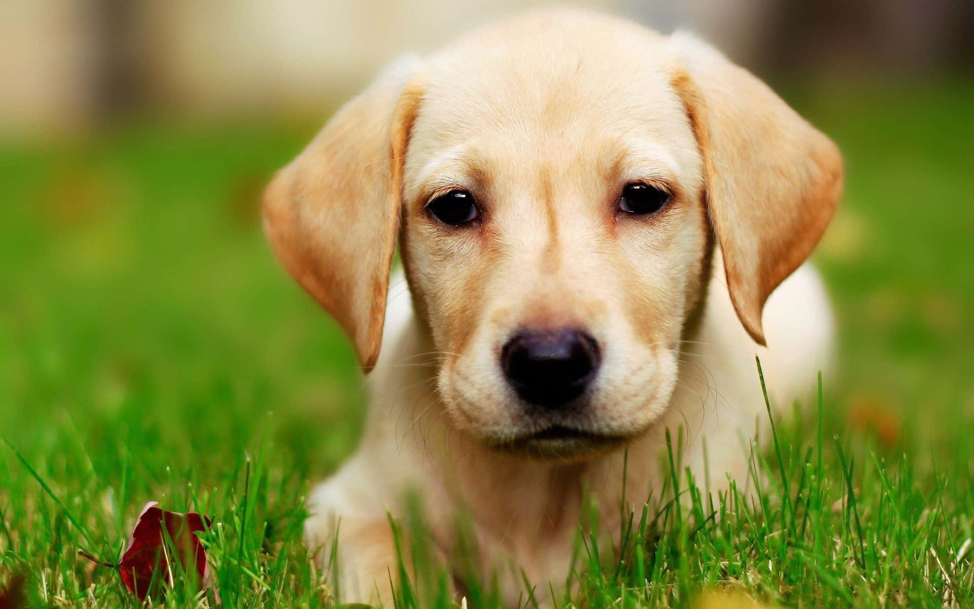 Yellow Labrador 桌布 壁紙 — 一隻淺黃色拉布拉多幼犬躺在充滿活力的綠草中的特寫，附近有一片紅葉。