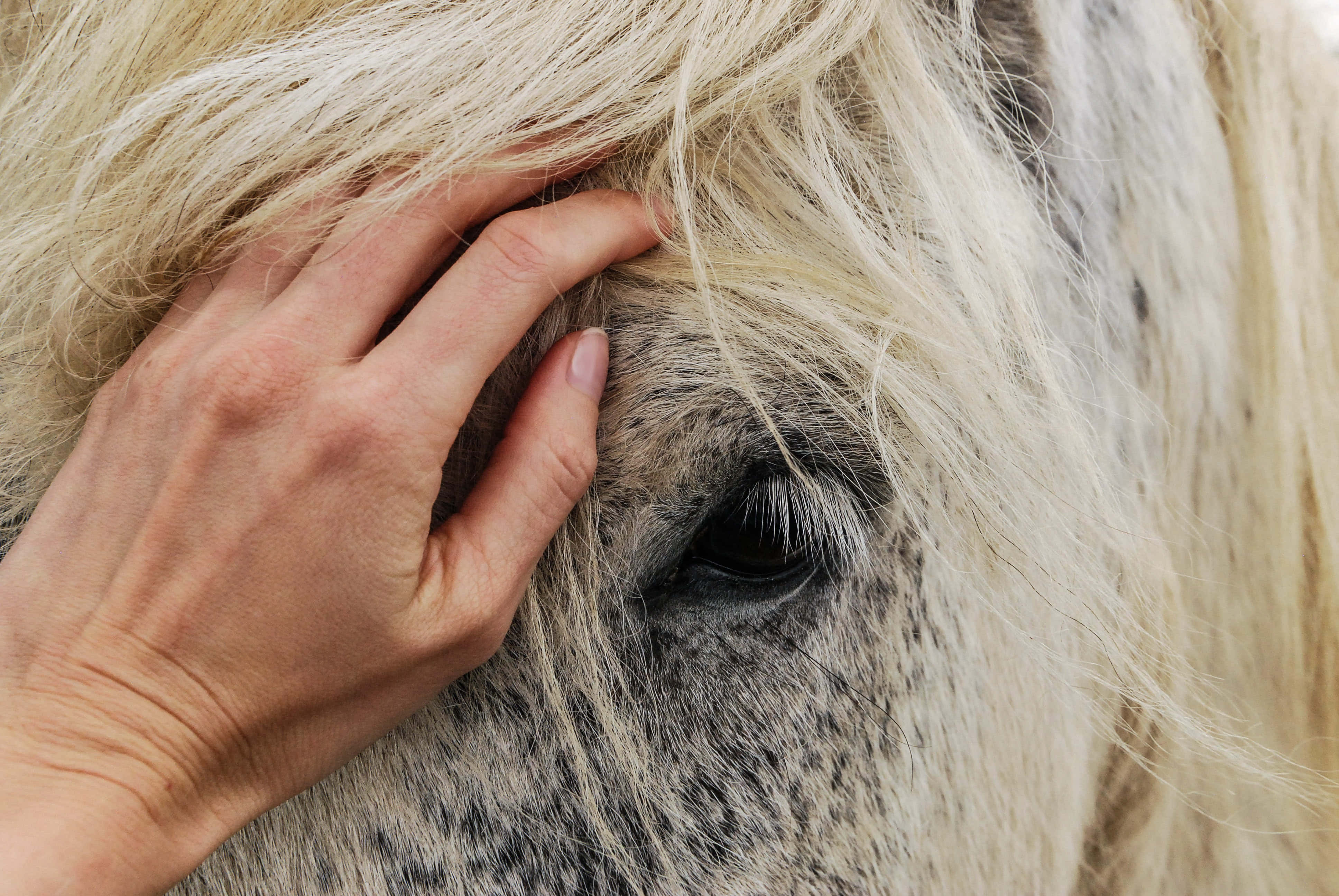 Beautiful Horses 桌布 壁紙 — 一隻溫柔的手在馬匹平靜的深色眼睛旁邊撫摸柔軟的金色鬃毛。