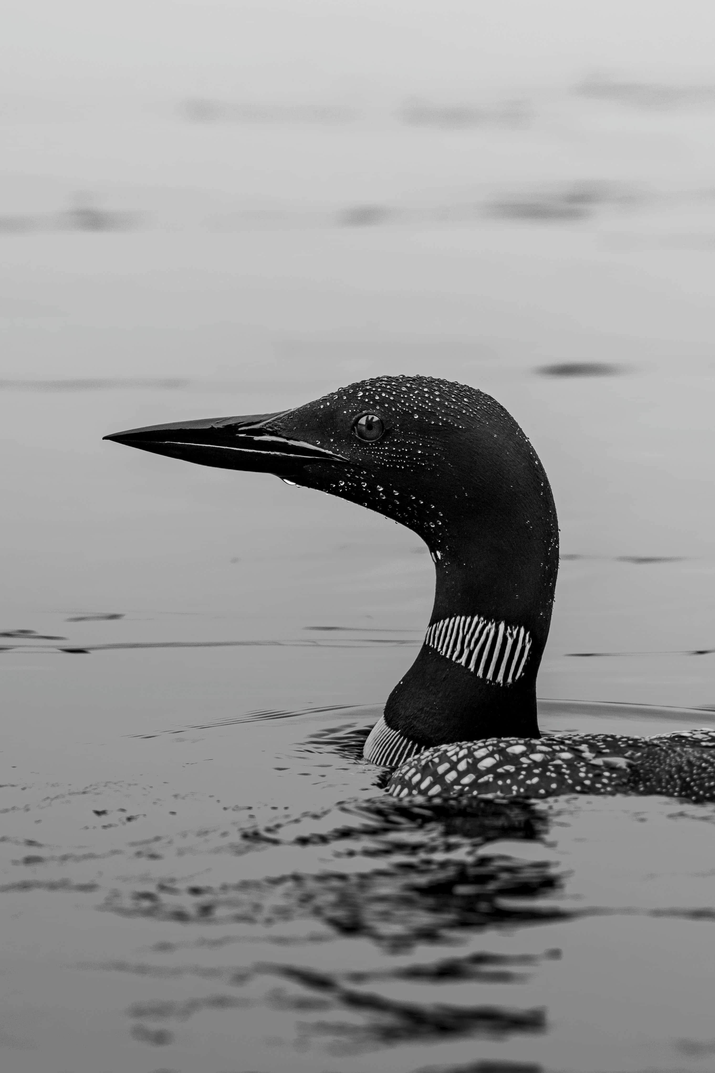 Loon 桌布 壁紙 — 一隻潛鳥的頭部和頸部從平靜水面浮出的黑白特寫，羽毛上閃爍著水珠。