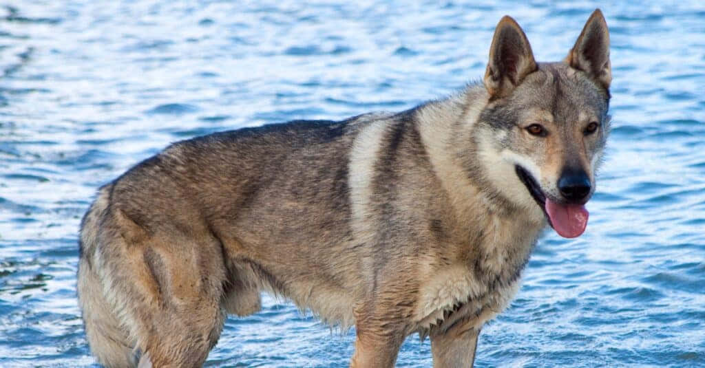 wolfdog 桌布 壁紙 — 一隻濕透的狼在漣漪的藍色水中保持警覺，伸出舌頭，豎起耳朵。