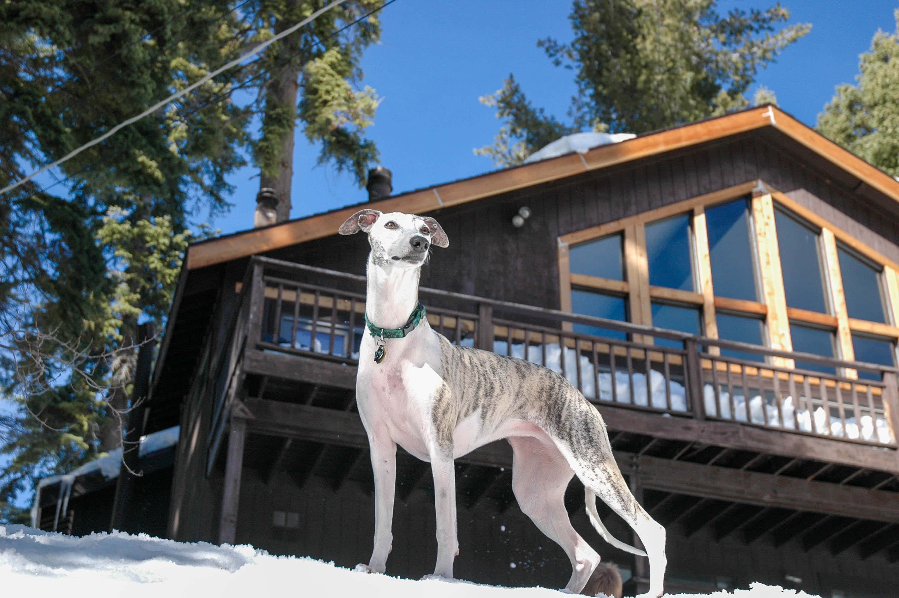 一隻灰狗站在雪地小屋前 壁紙