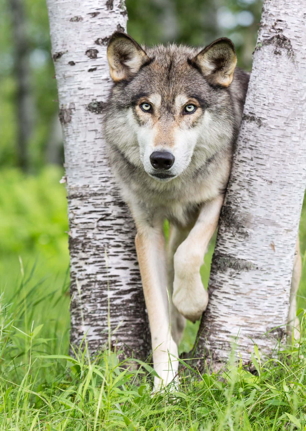 Wolf In Forest 桌布 壁紙 — 一隻灰狼，有著銳利的藍色眼睛，在茂密的綠色森林中，從兩棵白樺樹之間專注地凝視著。