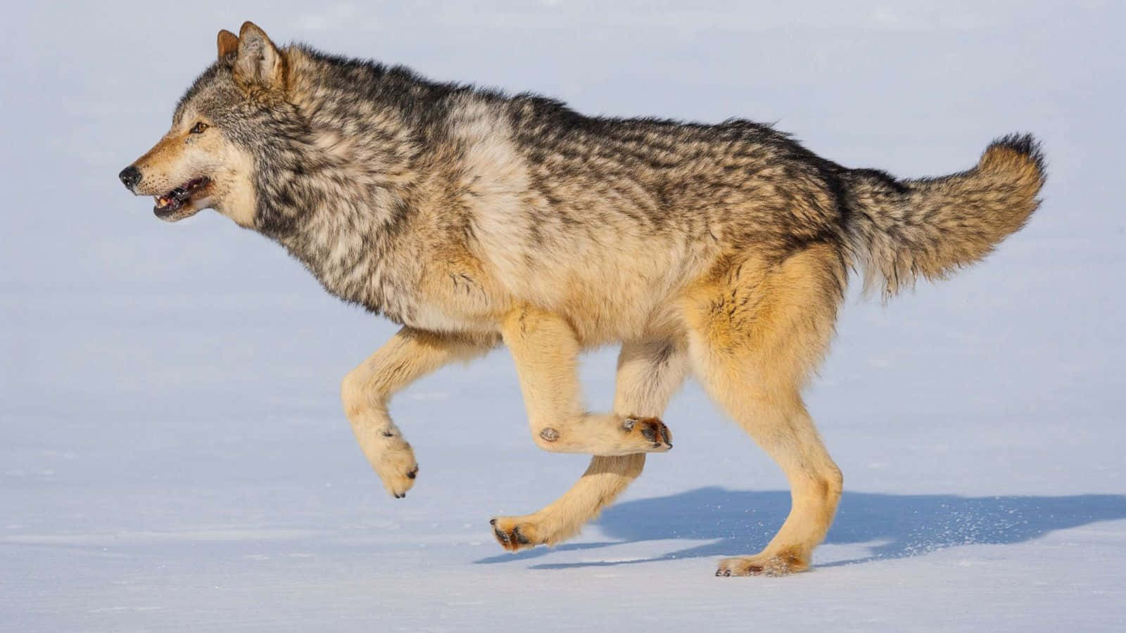 Gray Wolf 桌布 壁紙 — 一隻灰狼喺廣闊嘅雪原上奔跑，爪從白色地面抬起。