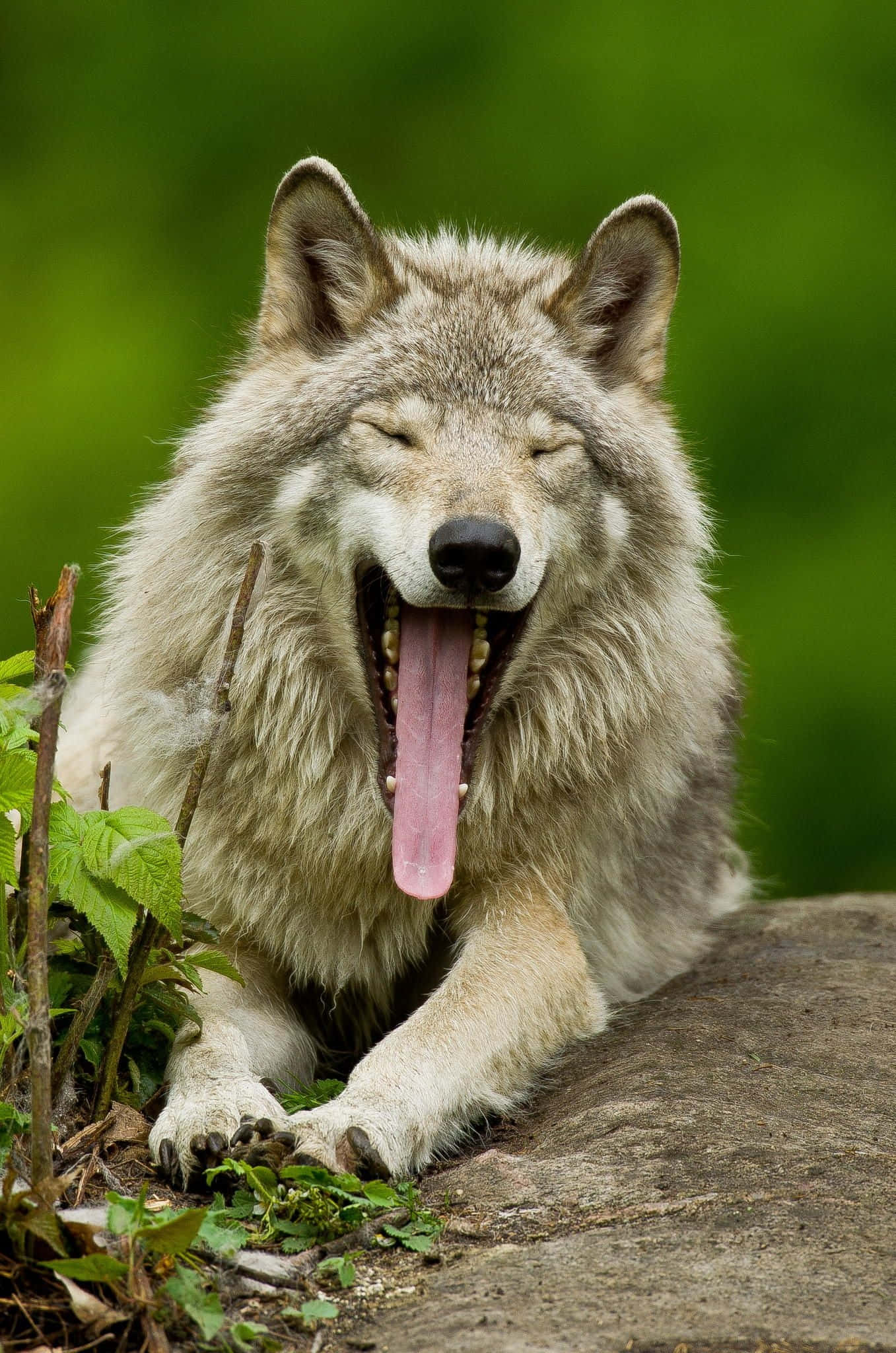 Alpha Wolf 桌布 壁紙 — 一隻灰狼喺綠色樹葉圍繞嘅岩石上，伸出舌頭大大咁打呵欠休息緊。