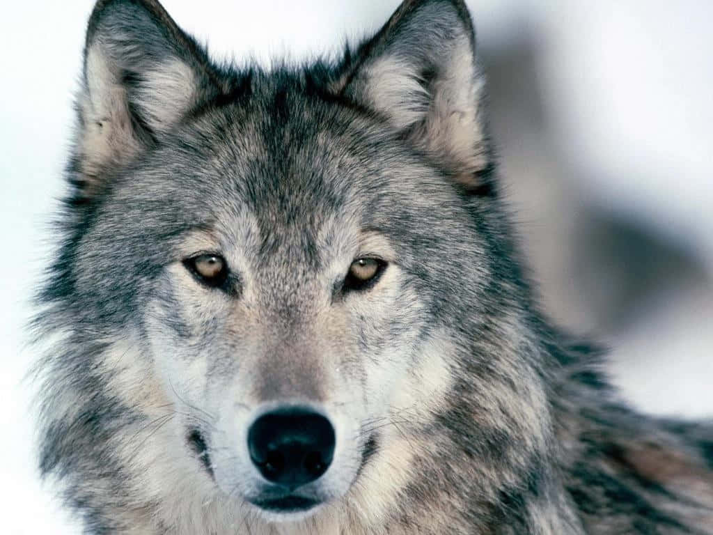 Gray Wolf 桌布 壁紙 — 一隻灰狼嘅特寫，佢有對銳利嘅琥珀色眼睛，喺雪地背景下專注咁凝視。