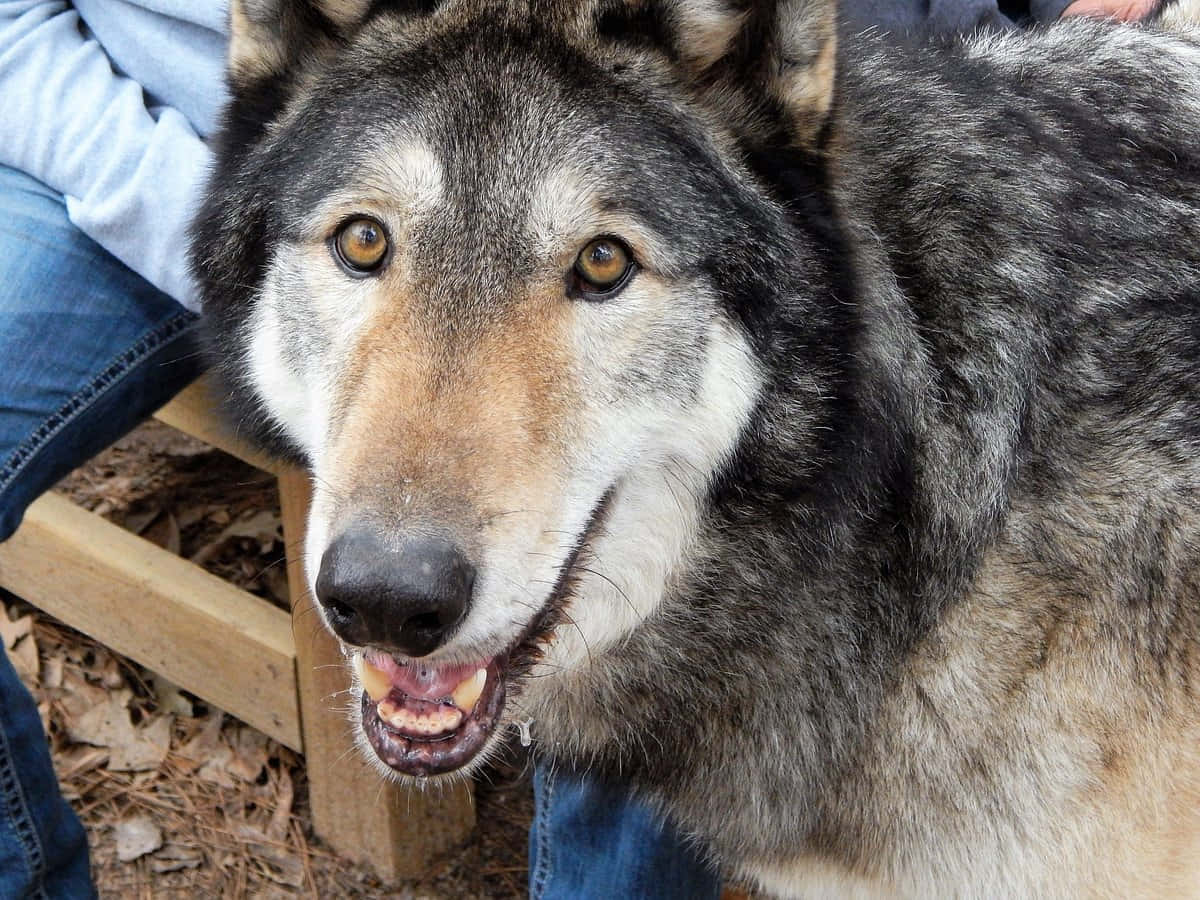 wolfdog 桌布 壁紙 — 一隻灰狼嘅特寫，琥珀色眼睛，張開嘴，直視鏡頭。