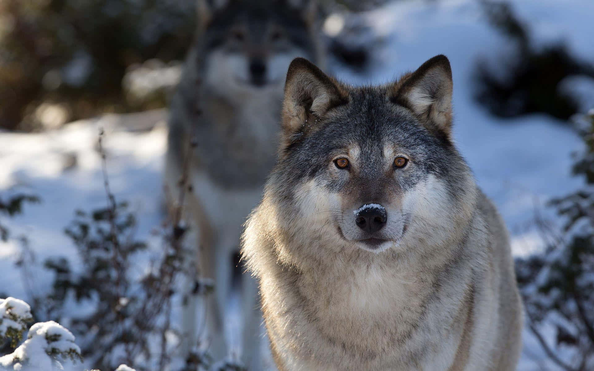 Gray Wolf 桌布 壁紙 — 一隻灰狼嘅特寫，鼻上有雪，喺雪地森林入面專注咁望，後面有另一隻狼模糊咗。