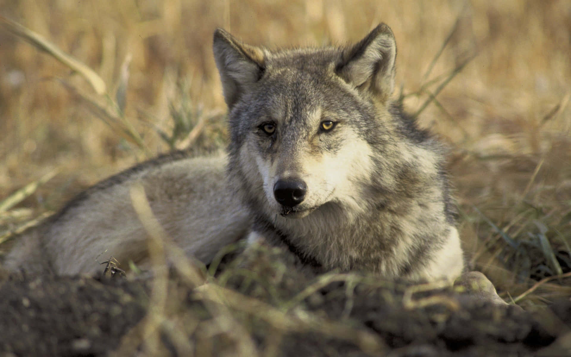 Wolf In Summer 桌布 壁紙 — 一隻灰狼在乾燥的金色草叢中警覺地休息，銳利的黃色眼睛直視前方。