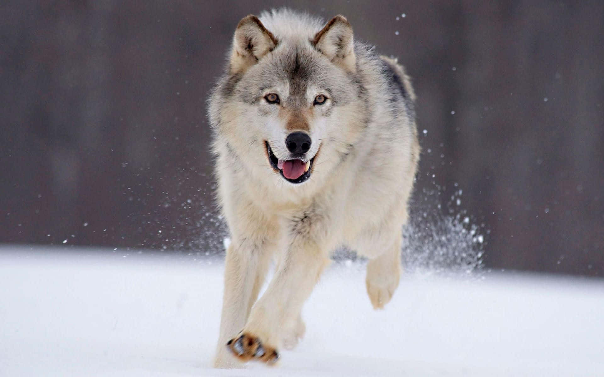 Cute Wolf 桌布 壁紙 — 一隻灰狼在新雪中疾馳，雪花在牠的爪子周圍飛舞，嘴巴張開在運動中。