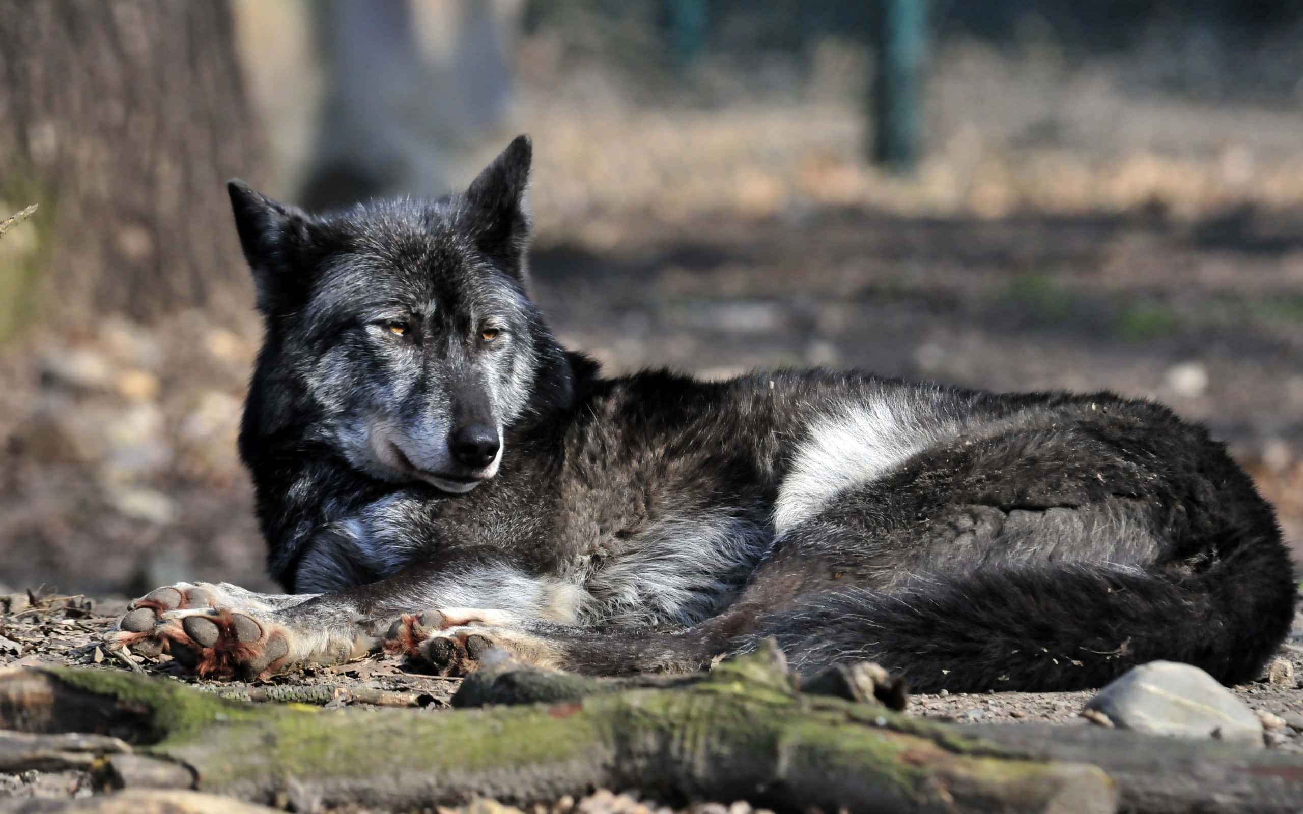 Wolf In Summer 桌布 壁紙 — 一隻灰狼在森林地面上警覺地休息，背景有長滿苔蘚的木頭和模糊的樹木。