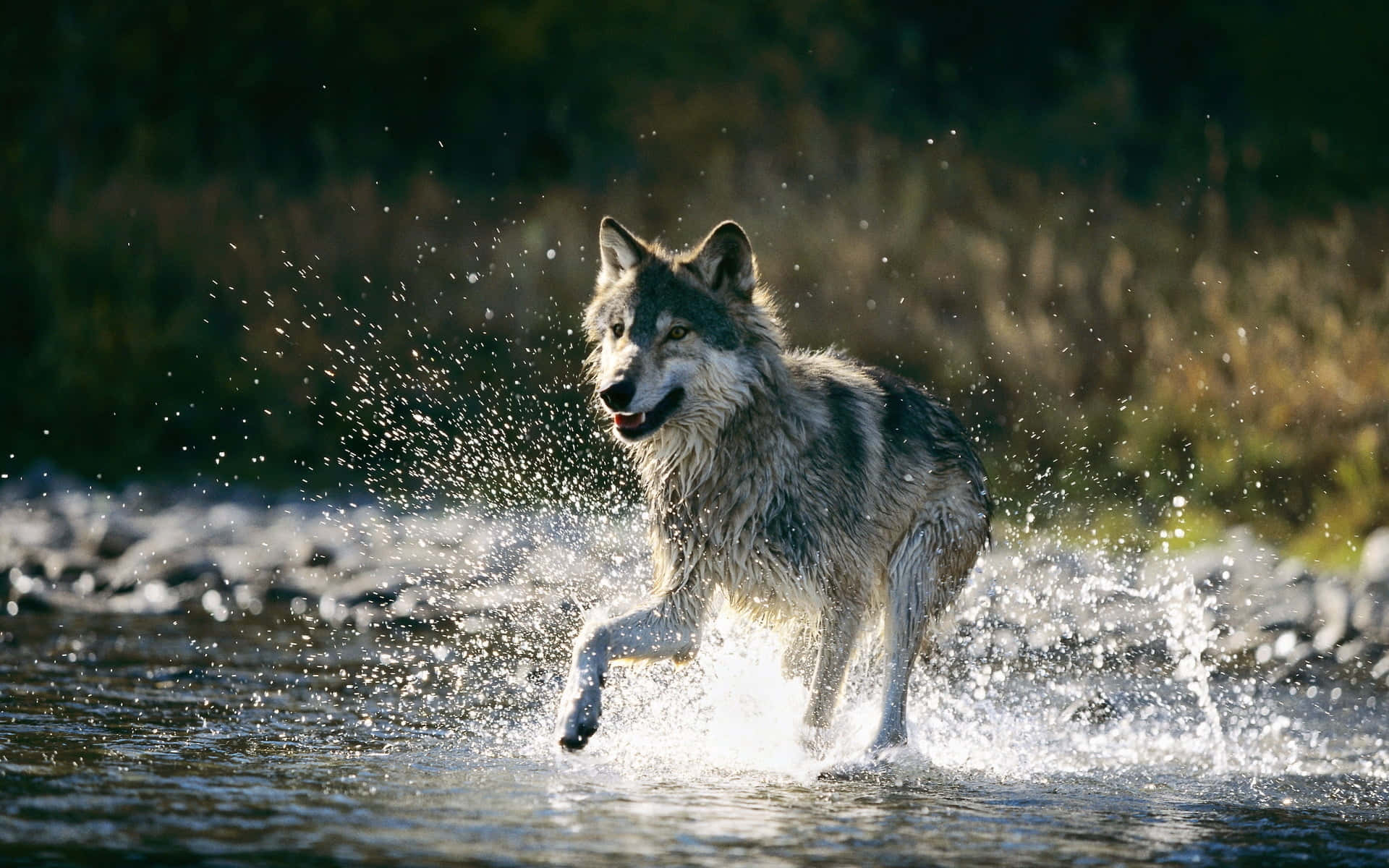 Wolf In Water 桌布 壁紙 — 一隻灰狼在淺水中奔跑，在金色的午後陽光中濺起水花。