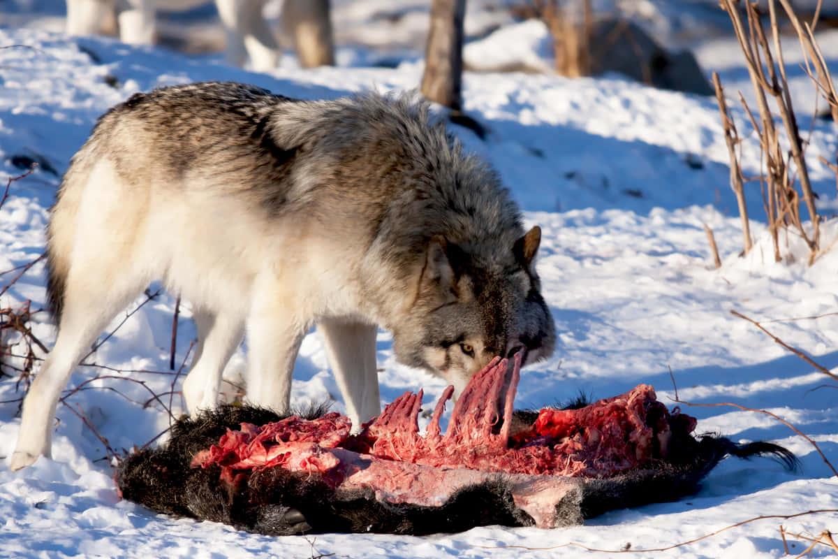 Hunting Wolves 桌布 壁紙 — 一隻灰狼在白雪覆蓋的冬季森林中享用動物屍體，周圍是光禿的樹枝和明亮的陽光。