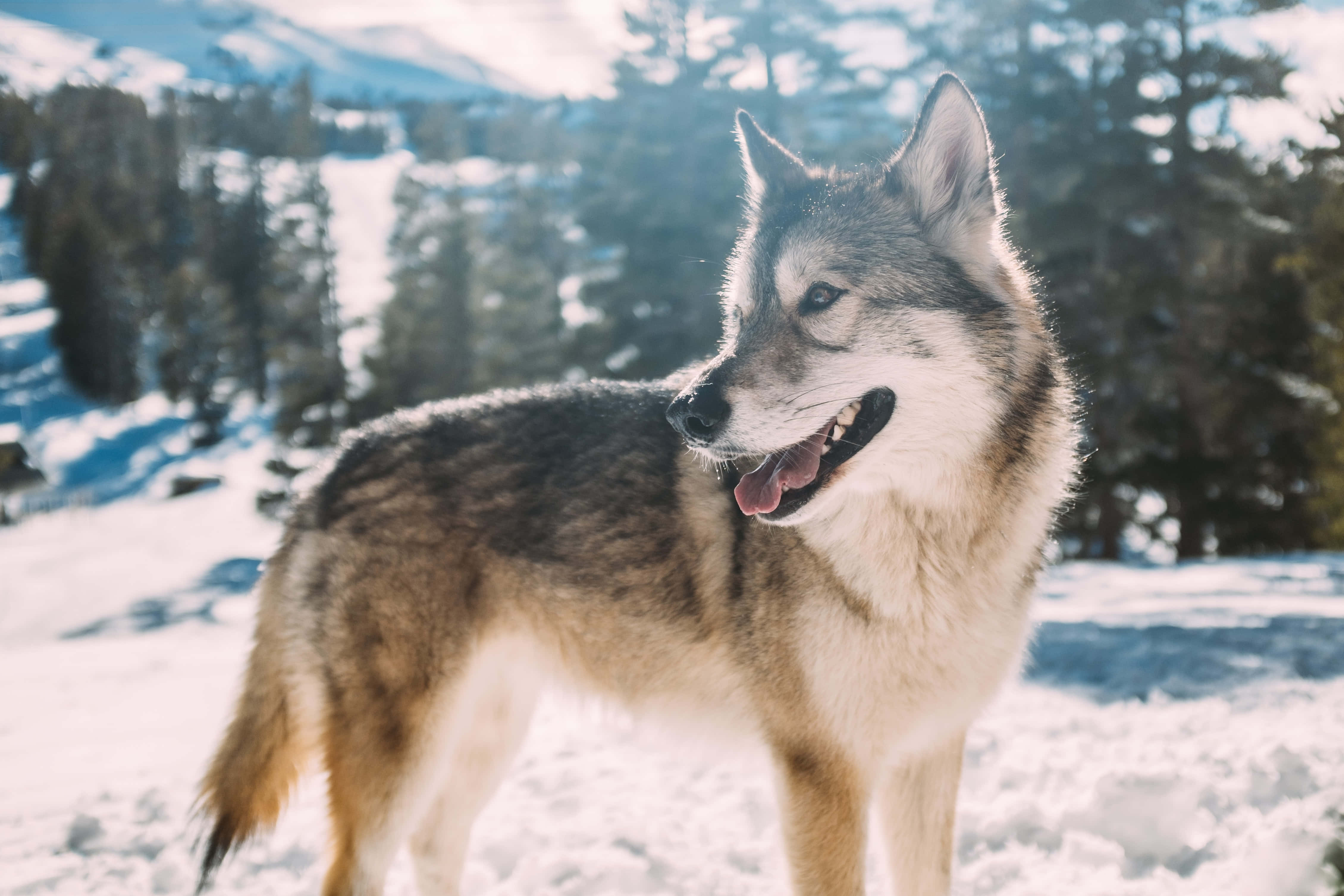 Timber Wolf 桌布 壁紙 — 一隻灰狼在白雪覆蓋的森林中警覺地站立，背後有陽光照射的樹木和遠山。