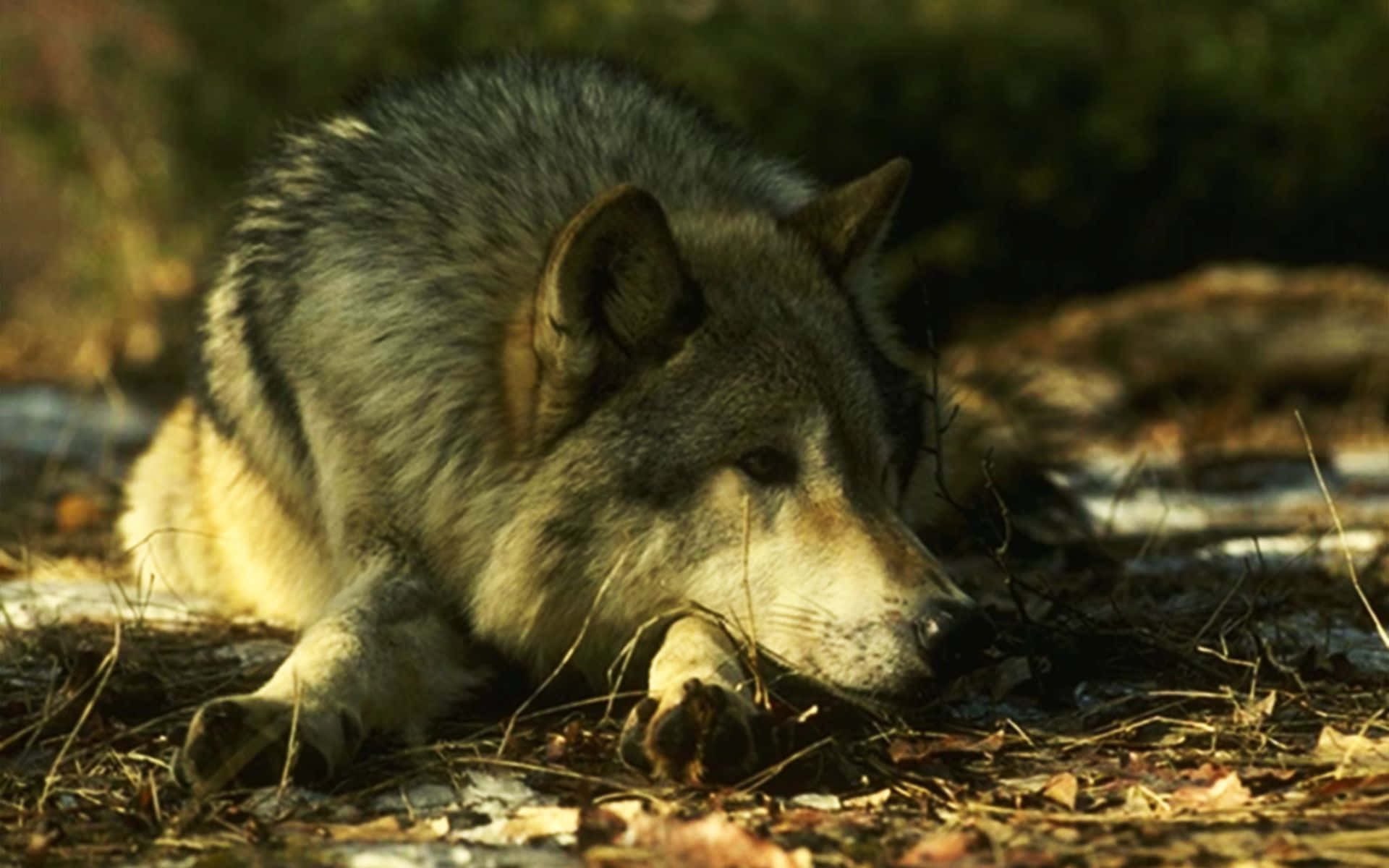 Wolf In Summer 桌布 壁紙 — 一隻灰狼在鋪滿乾樹葉的森林地面上，在溫暖的金色陽光下平靜地休息。