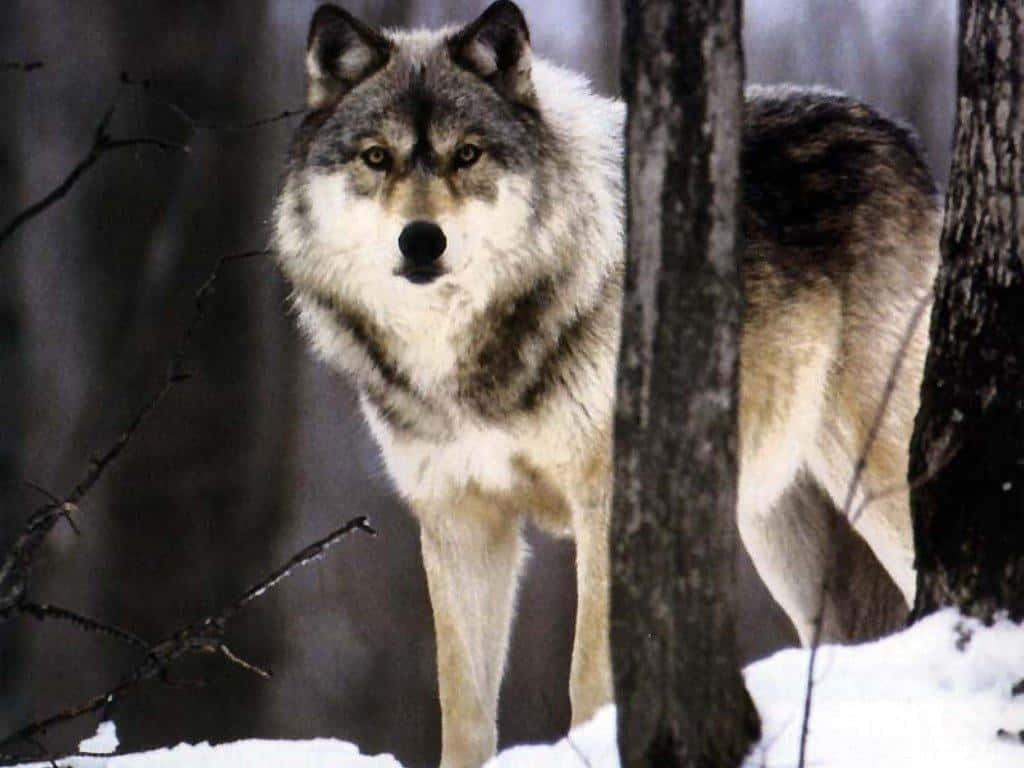 Timber Wolf 桌布 壁紙 — 一隻灰狼在雪地森林中警覺地站立，其銳利的目光在光禿的樹木間直視前方。