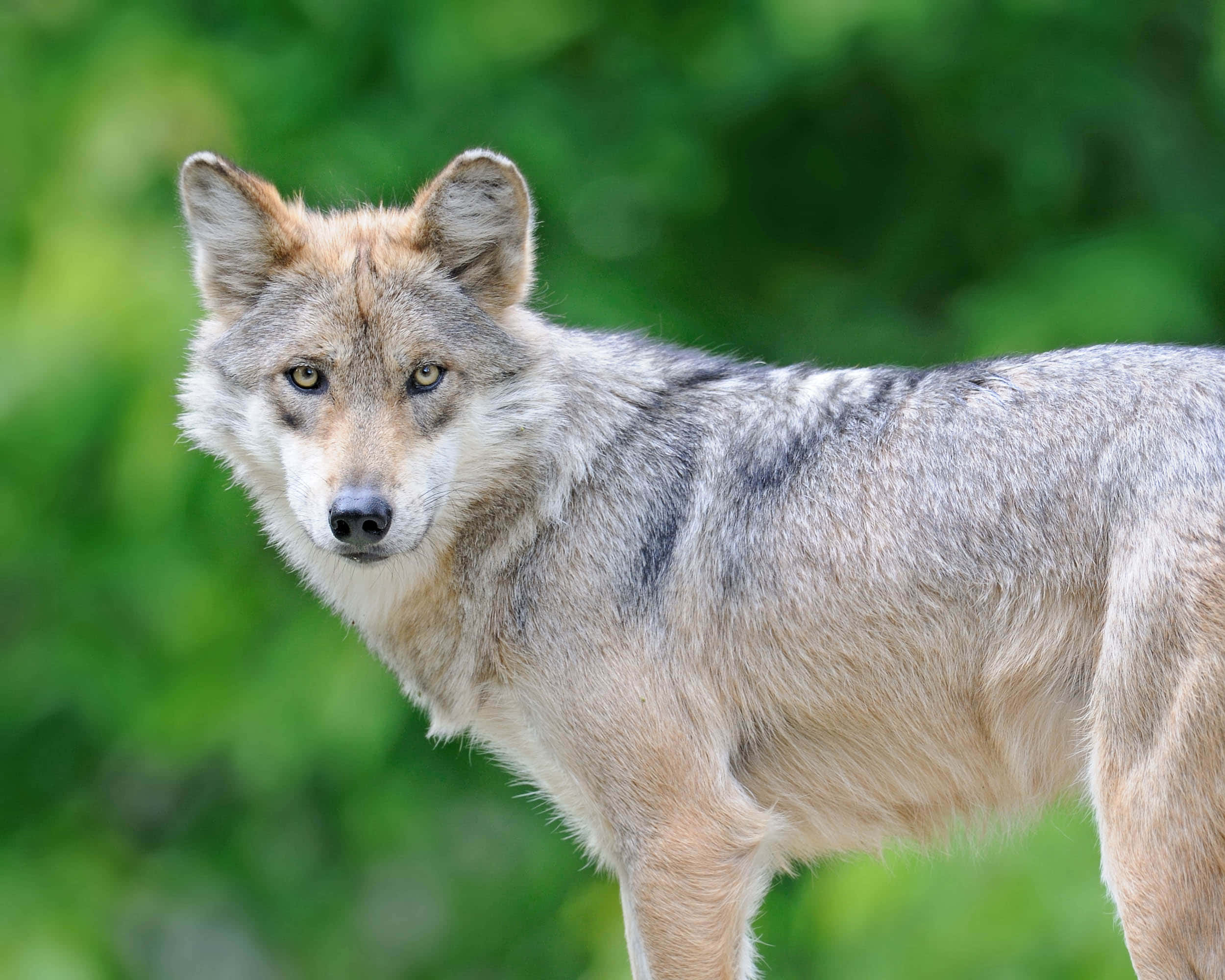 Mexican Wolf 桌布 壁紙 — 一隻灰狼擁有銳利的黃色眼睛，在柔和的綠色森林背景下警覺地站立。