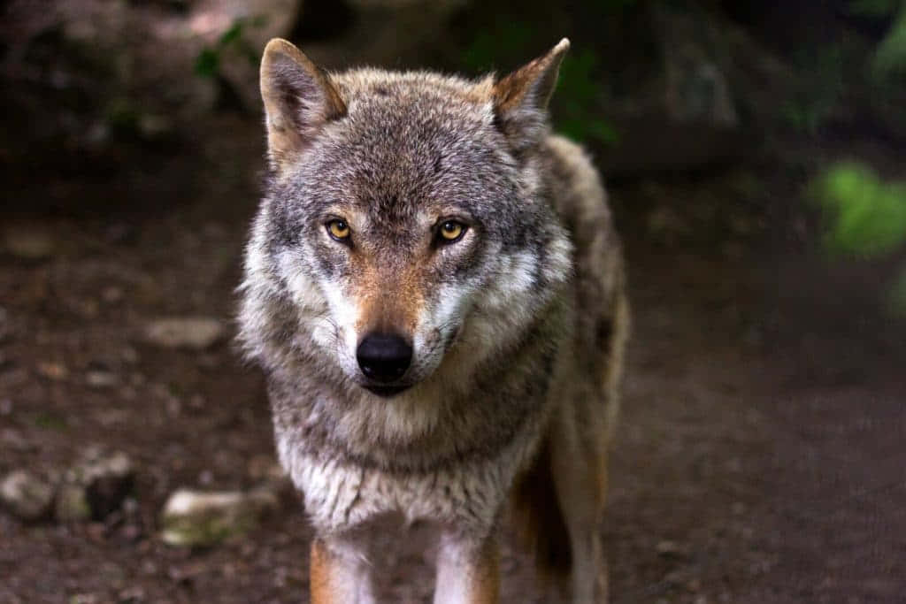 Wolf Eyes 桌布 壁紙 — 一隻灰狼用銳利的琥珀色眼睛，從佈滿泥土和散落岩石的森林地面專注地凝視著。