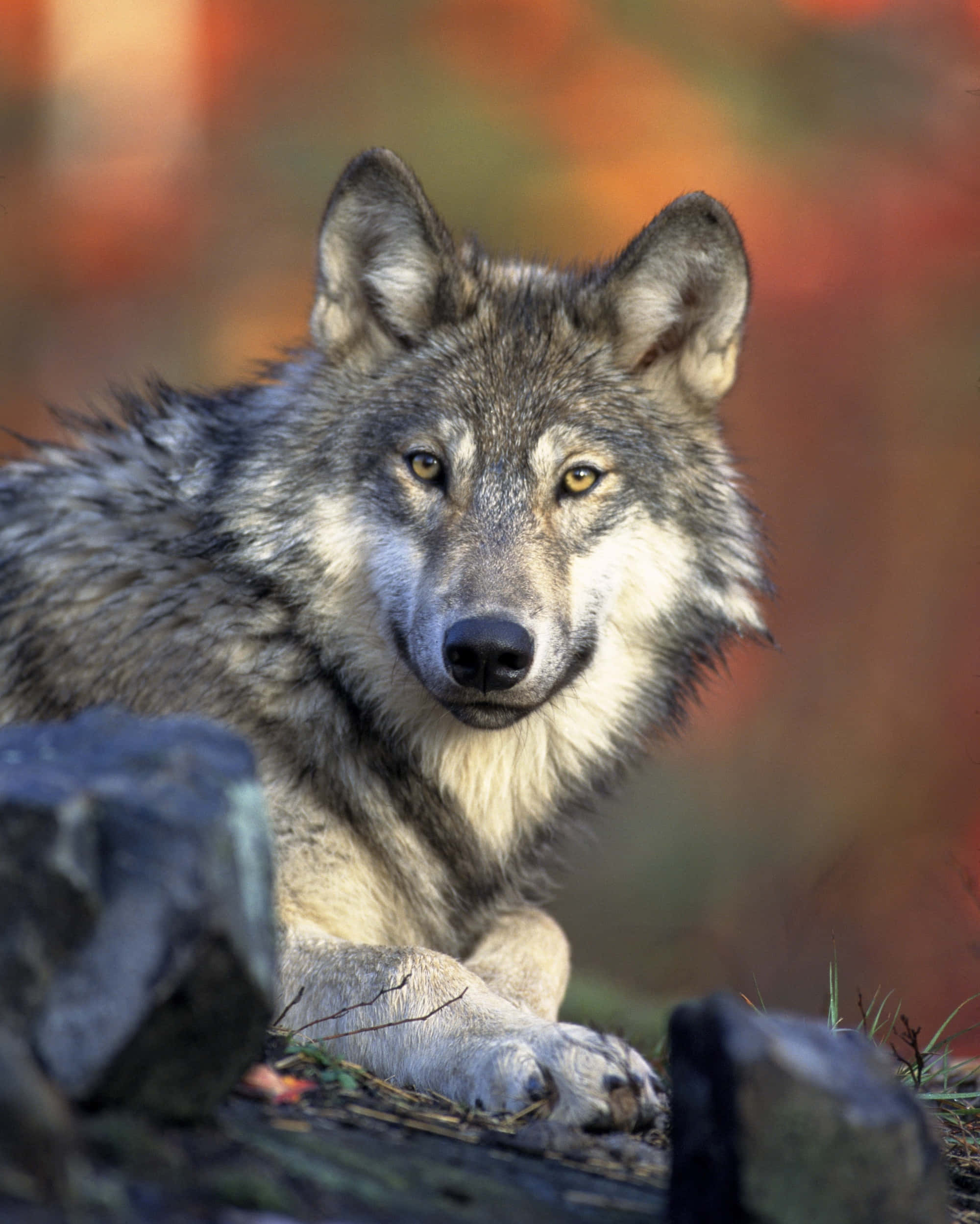 Cute Wolf 桌布 壁紙 — 一隻灰狼用銳利的黃色眼睛警覺地躺在木頭上，背景是充滿活力的秋日森林。
